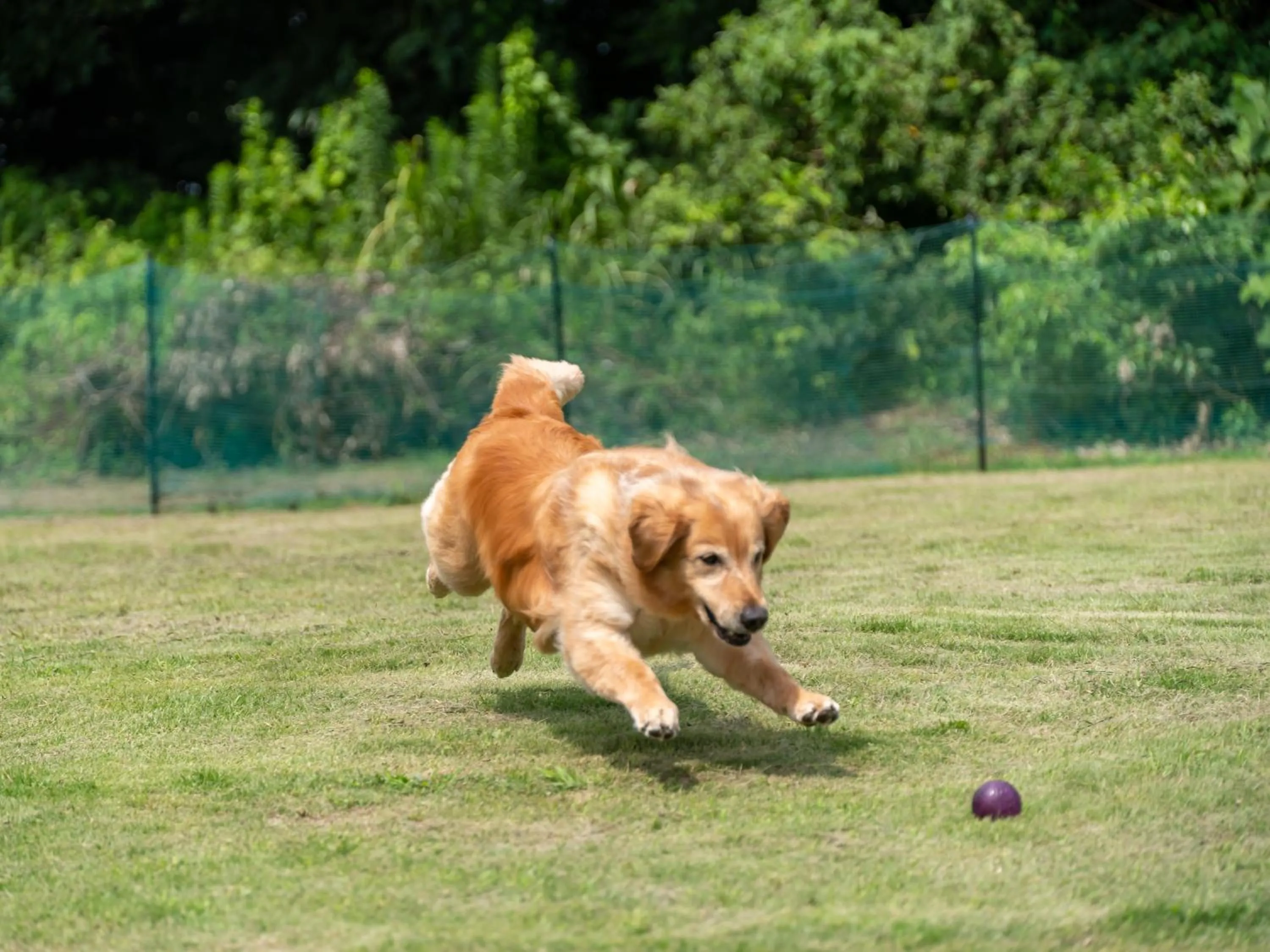 Animals in KAMENOI HOTEL Kitsuregawa