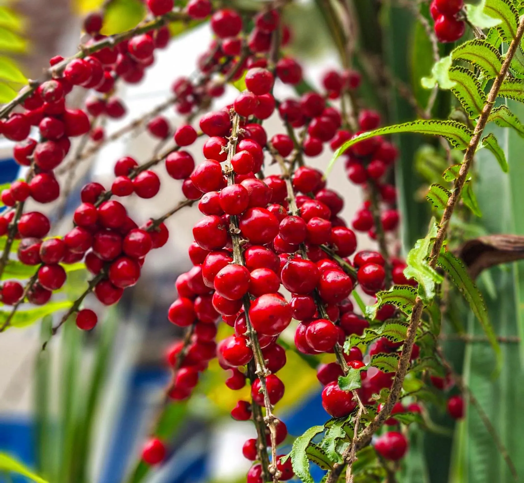 Garden in Pousada Costa Verde
