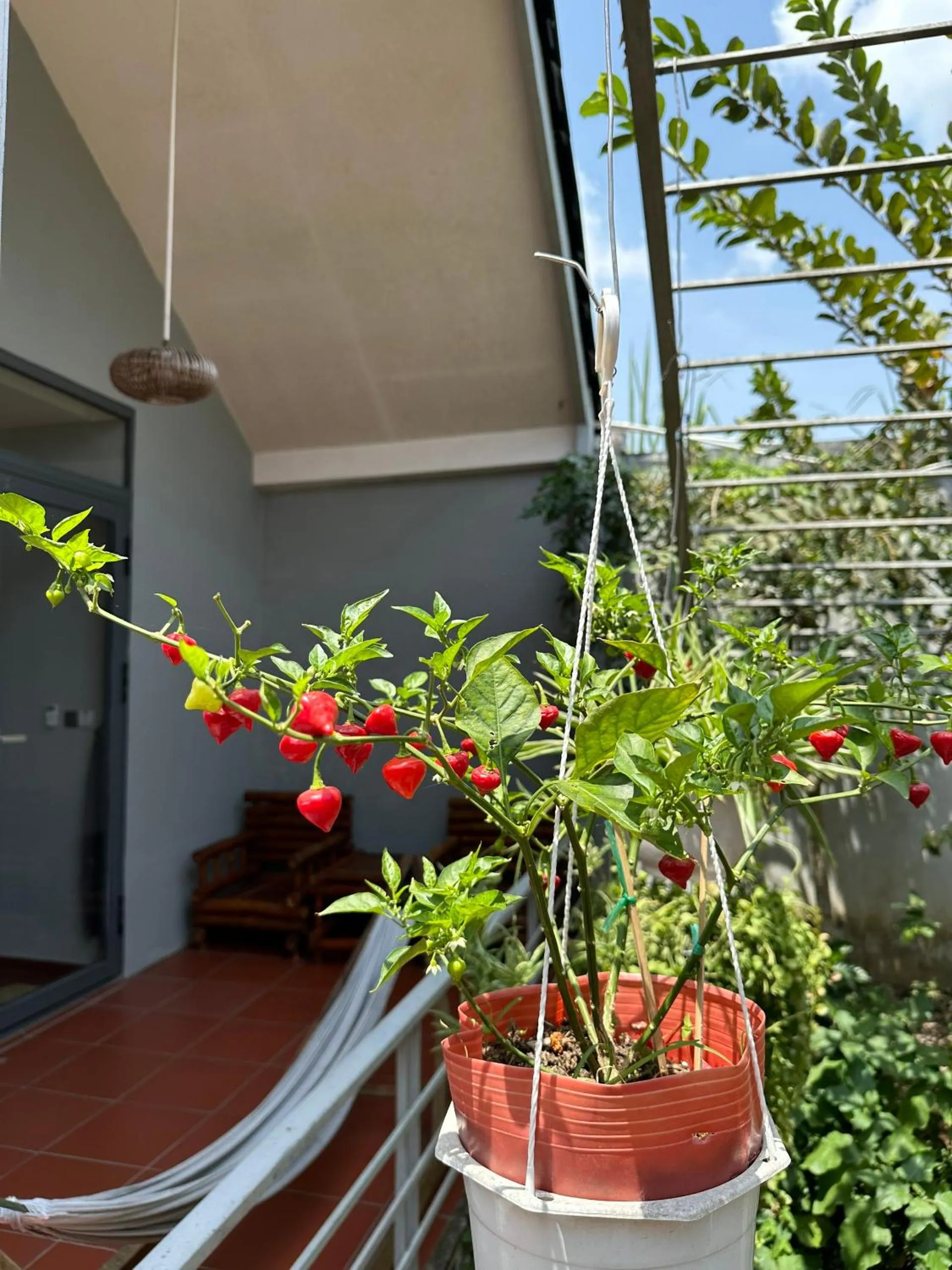 View (from property/room) in Cato Homestay