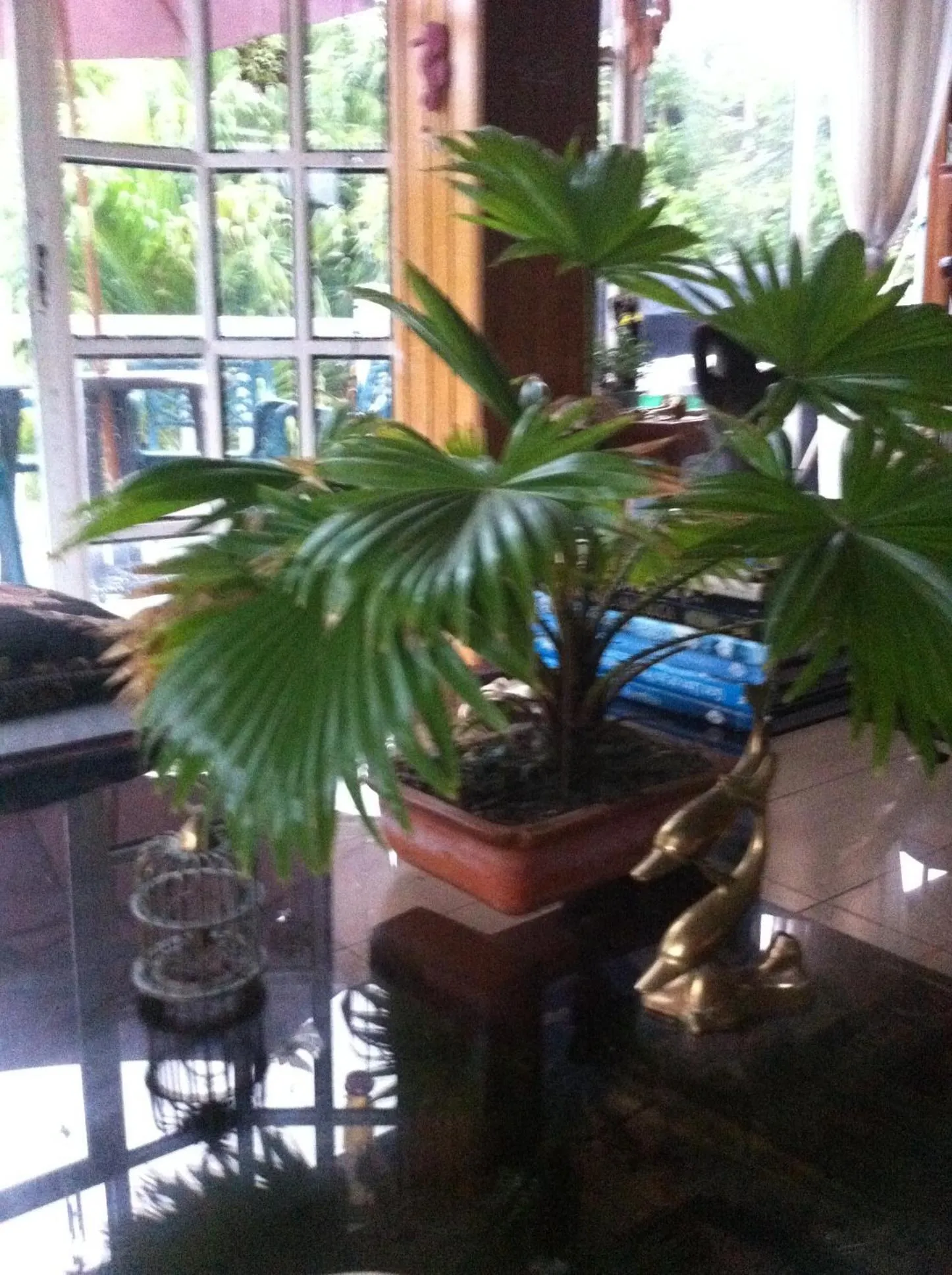 Lobby or reception in San Andres Ultd Inn RNT # 30017