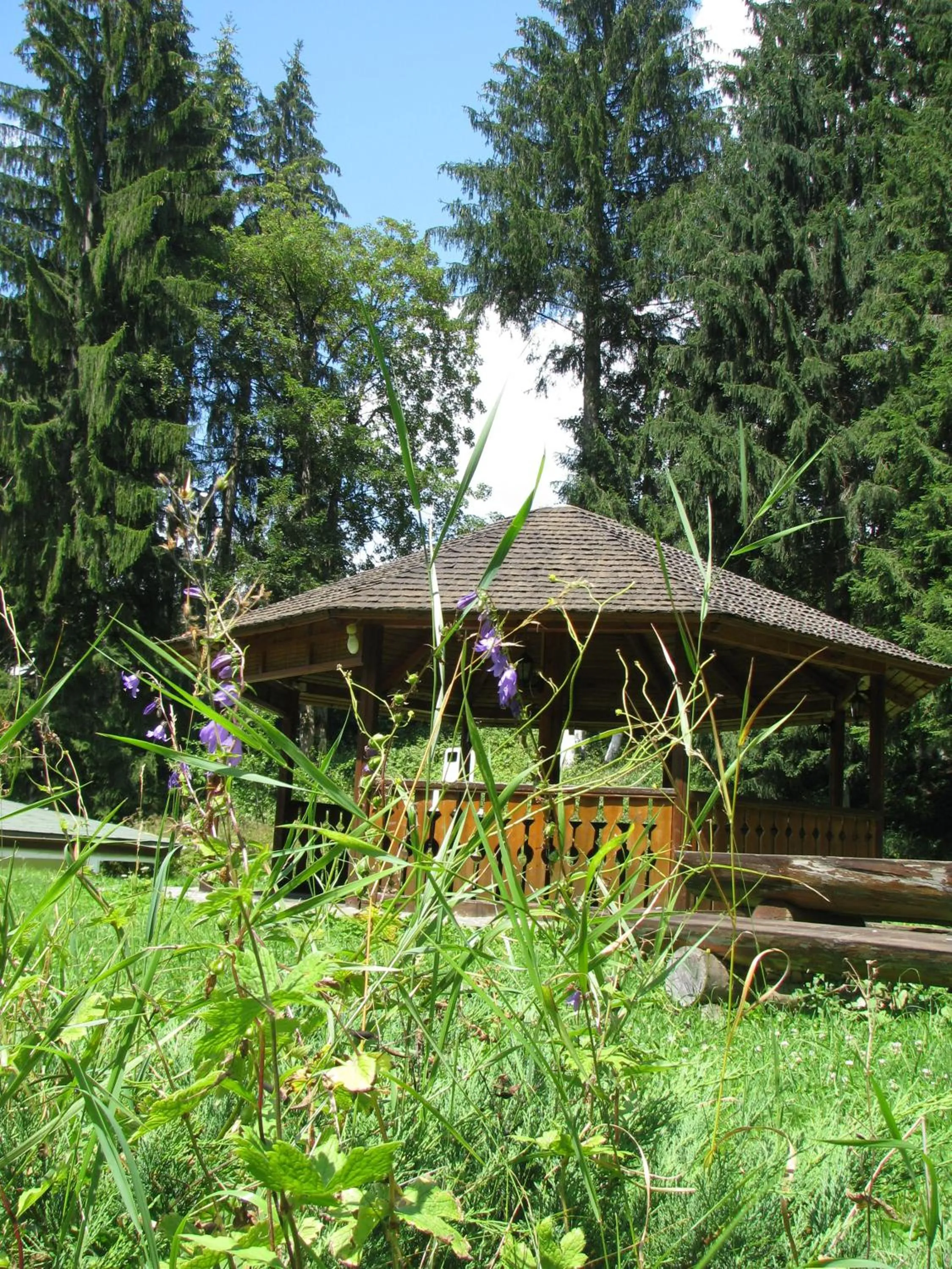 Garden in Pensiunea Rhein