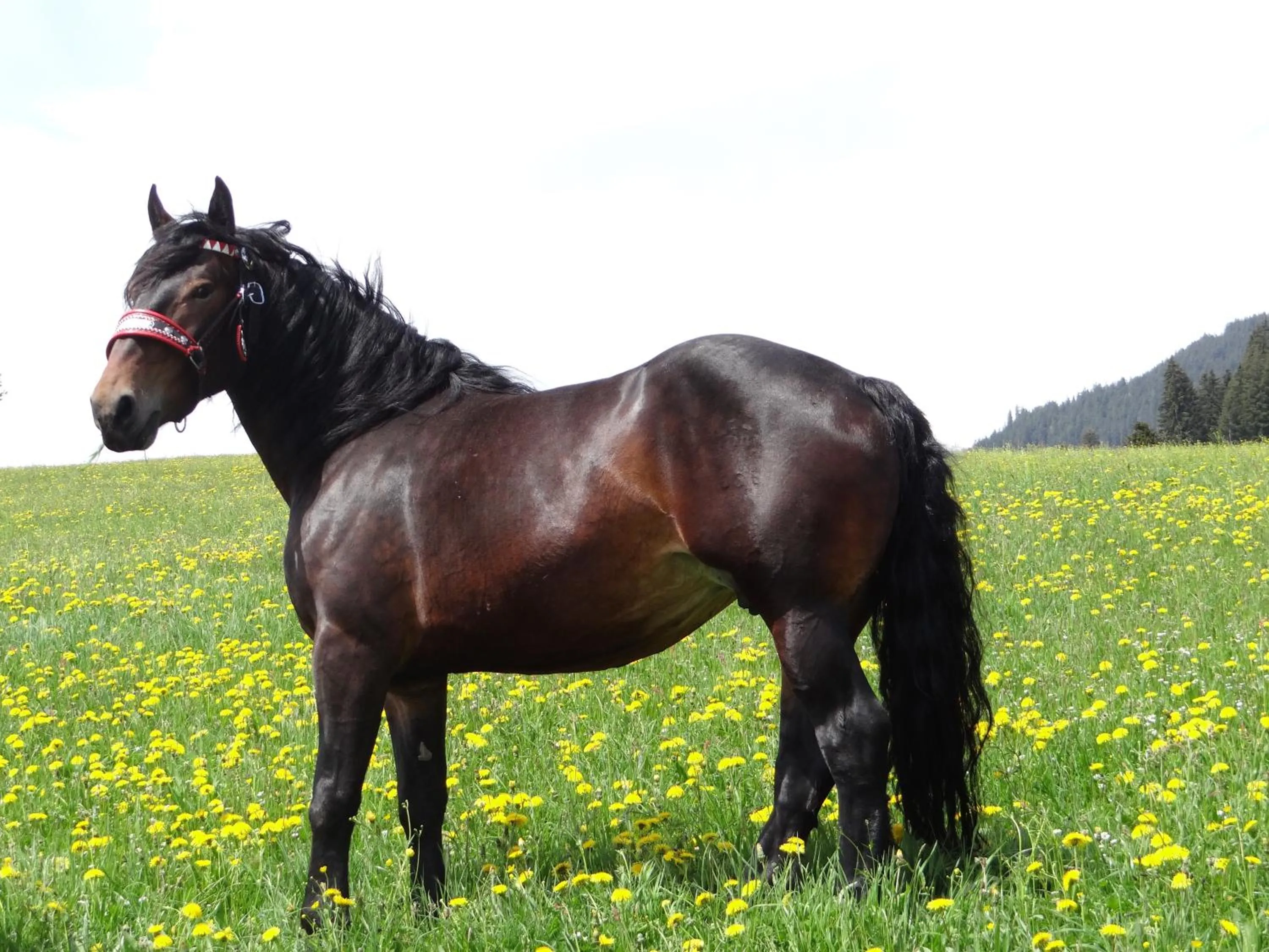 Horse-riding in Stanglehen