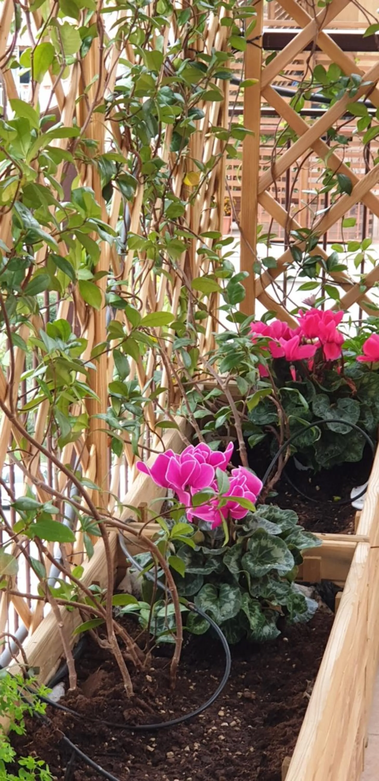 Garden in In Terrazza Da Giusy