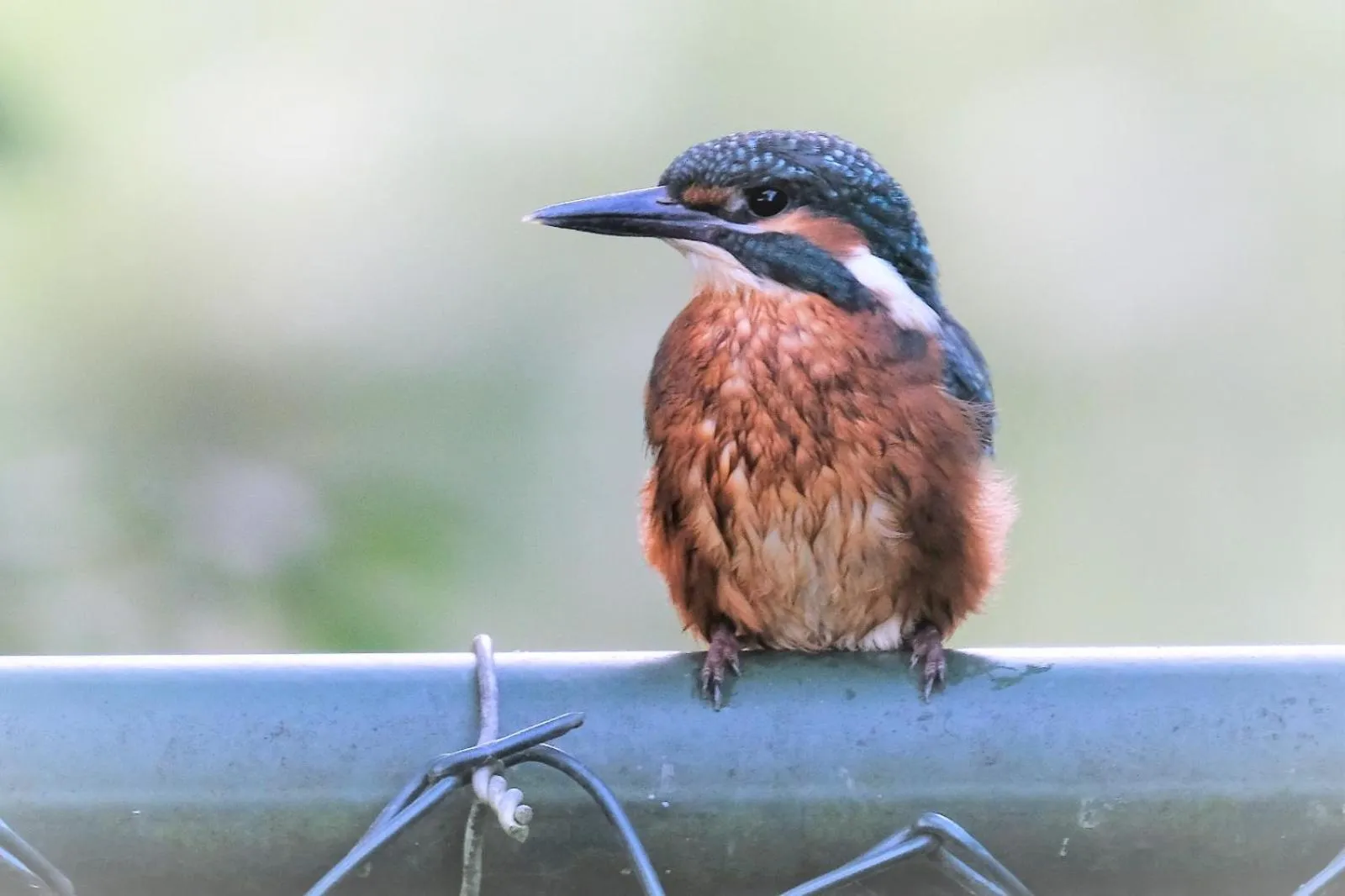 Activities in B&B de Linge