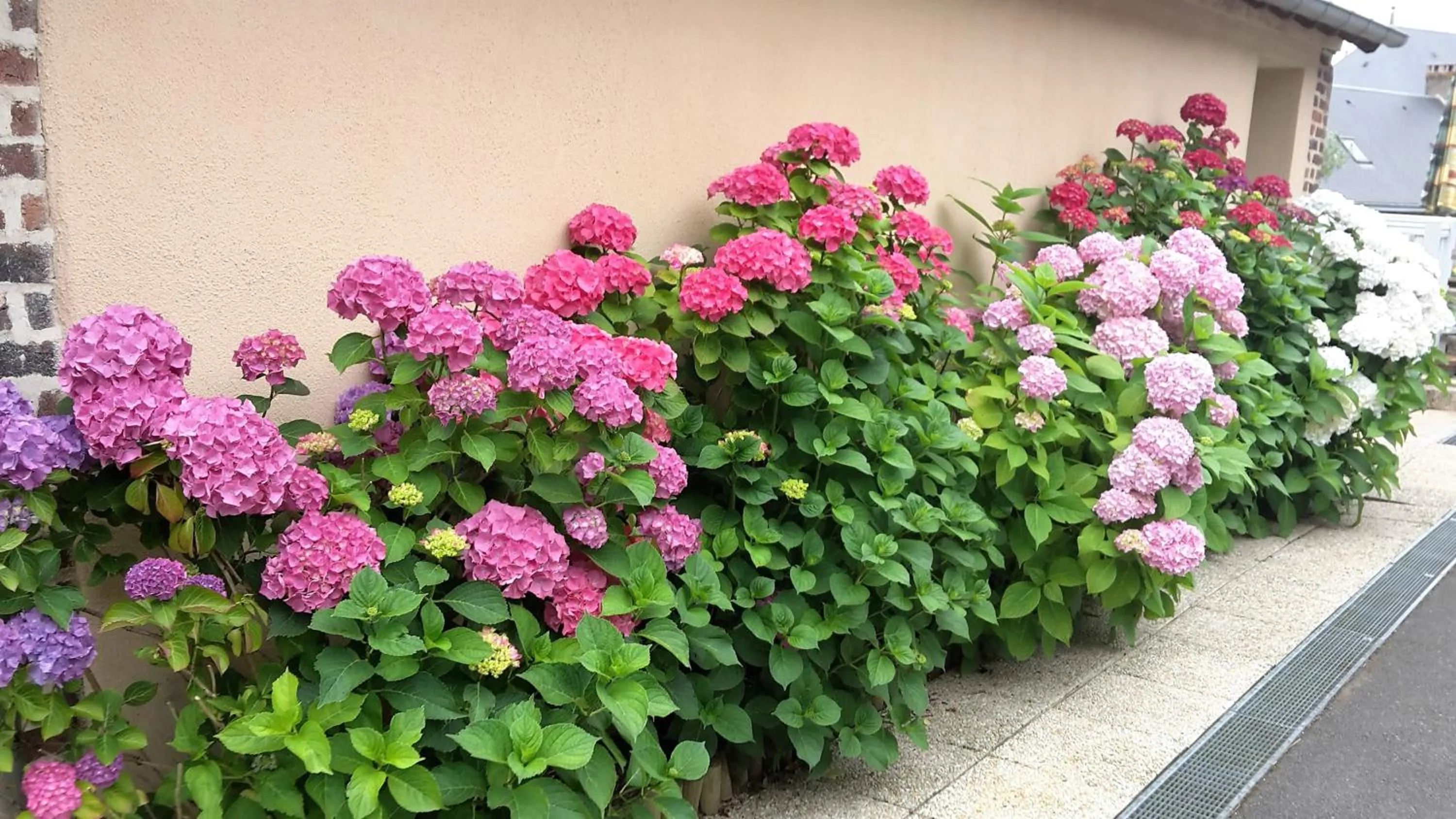Garden in Auberge Du Cheval Blanc