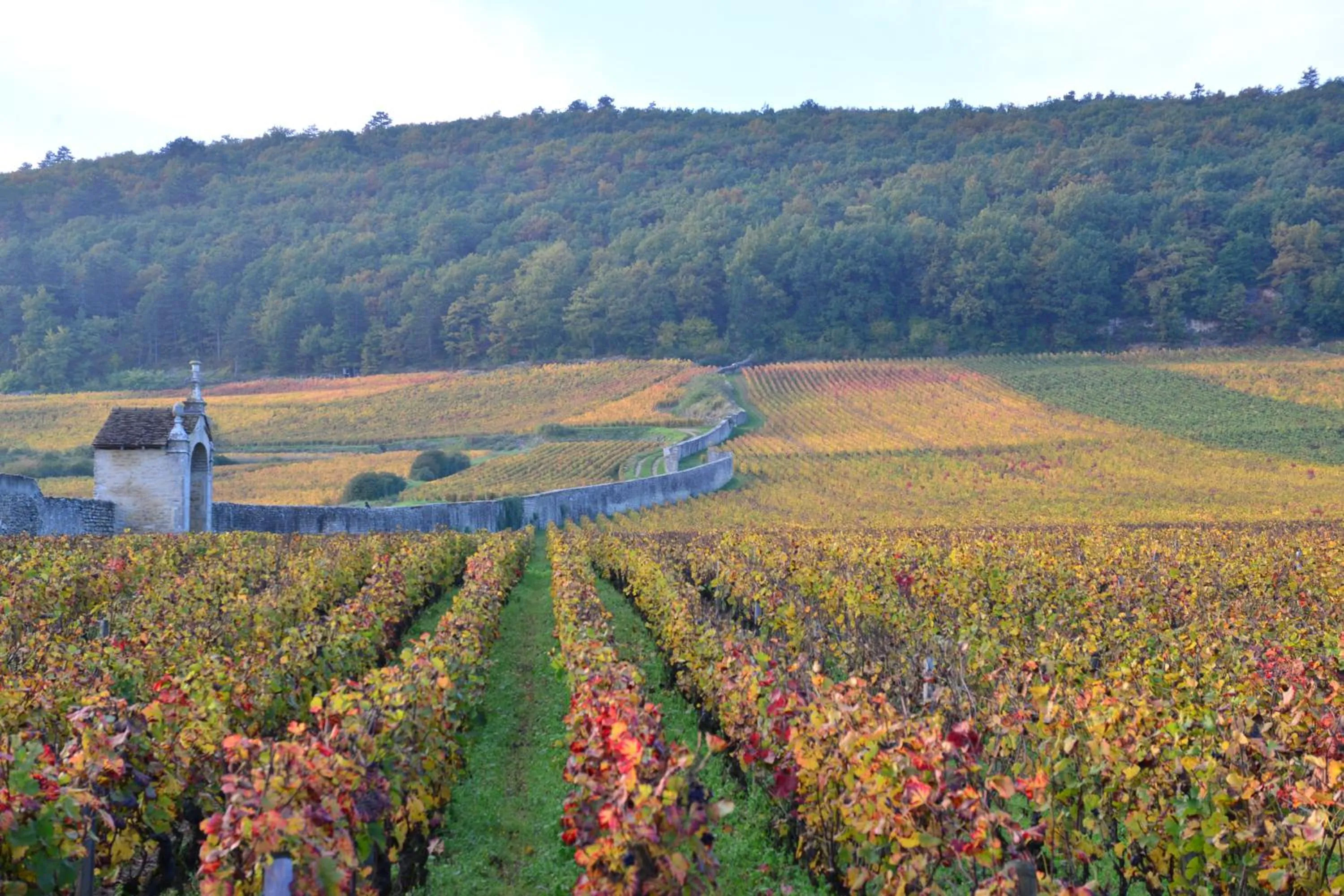 Natural landscape in Hôtel Les Deux Chèvres Gevrey-Chambertin