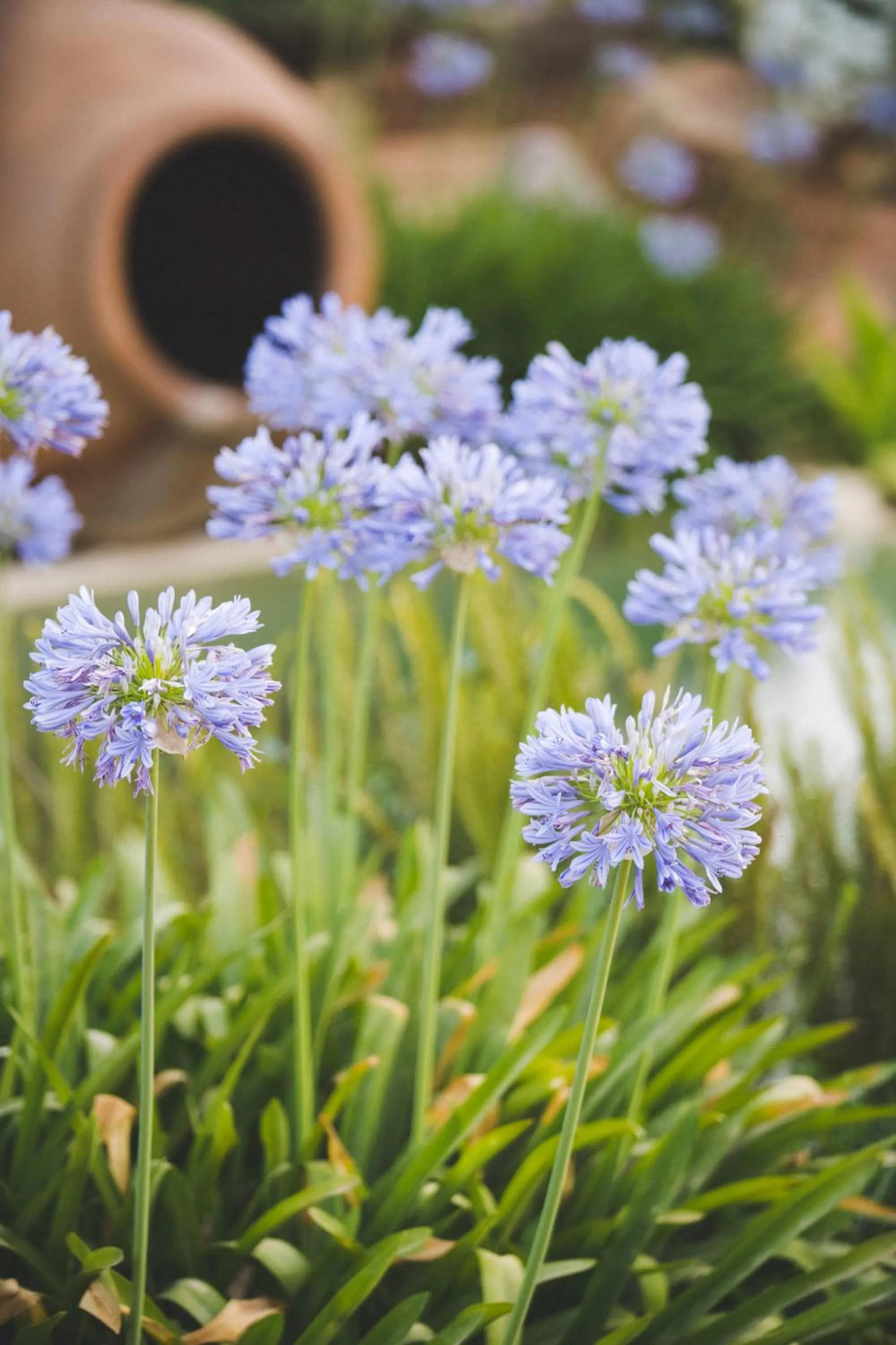 Garden in Can Jaume Private Villas by Ocean Drive