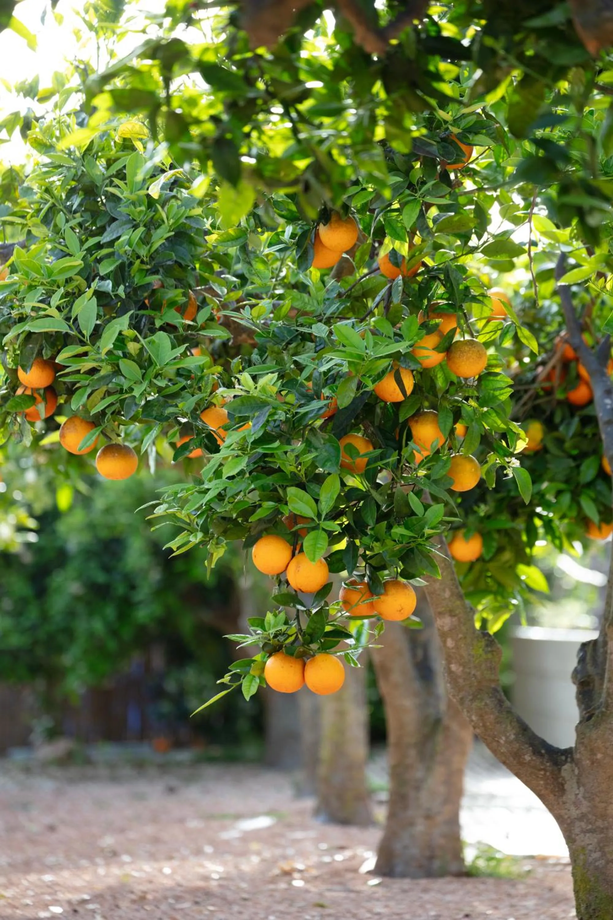 Off site in Can Jaume Private Villas by Ocean Drive