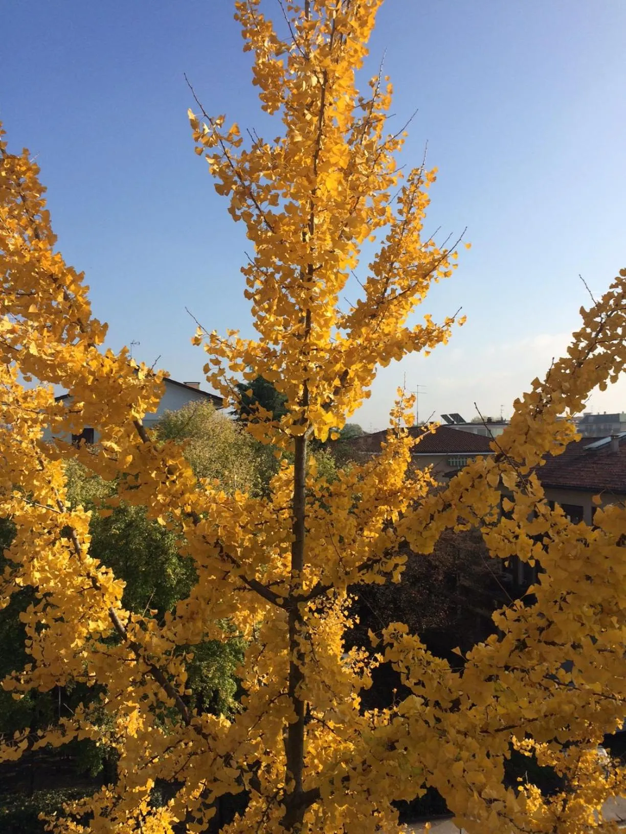 View (from property/room) in B&B Villa Lattes