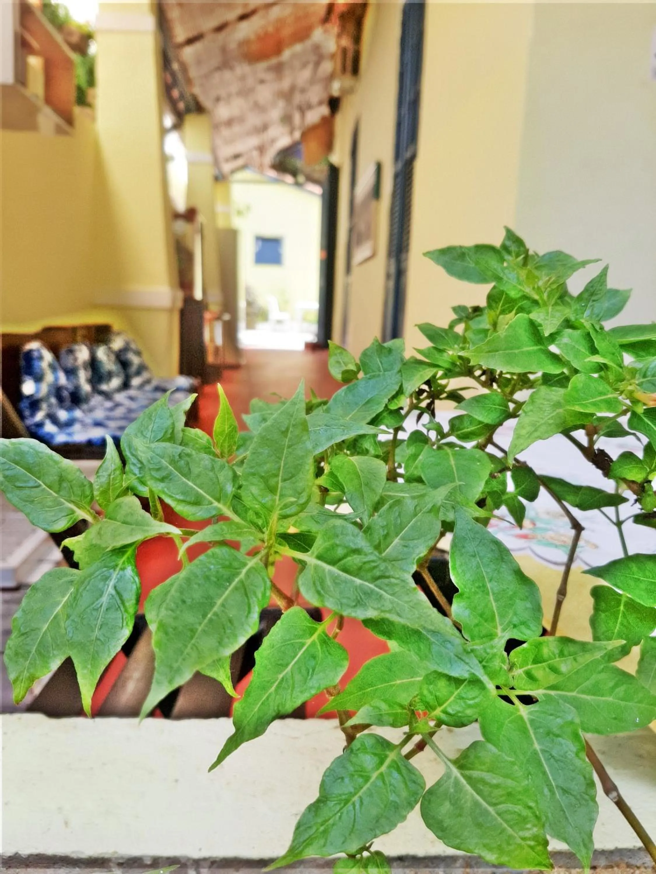 Garden view in Brasileranza Hostel