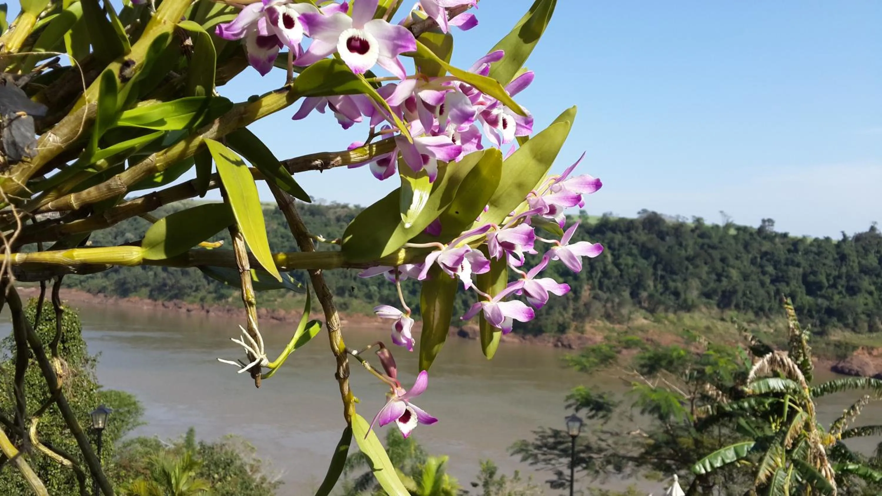 Garden in Costa del Sol Iguazú