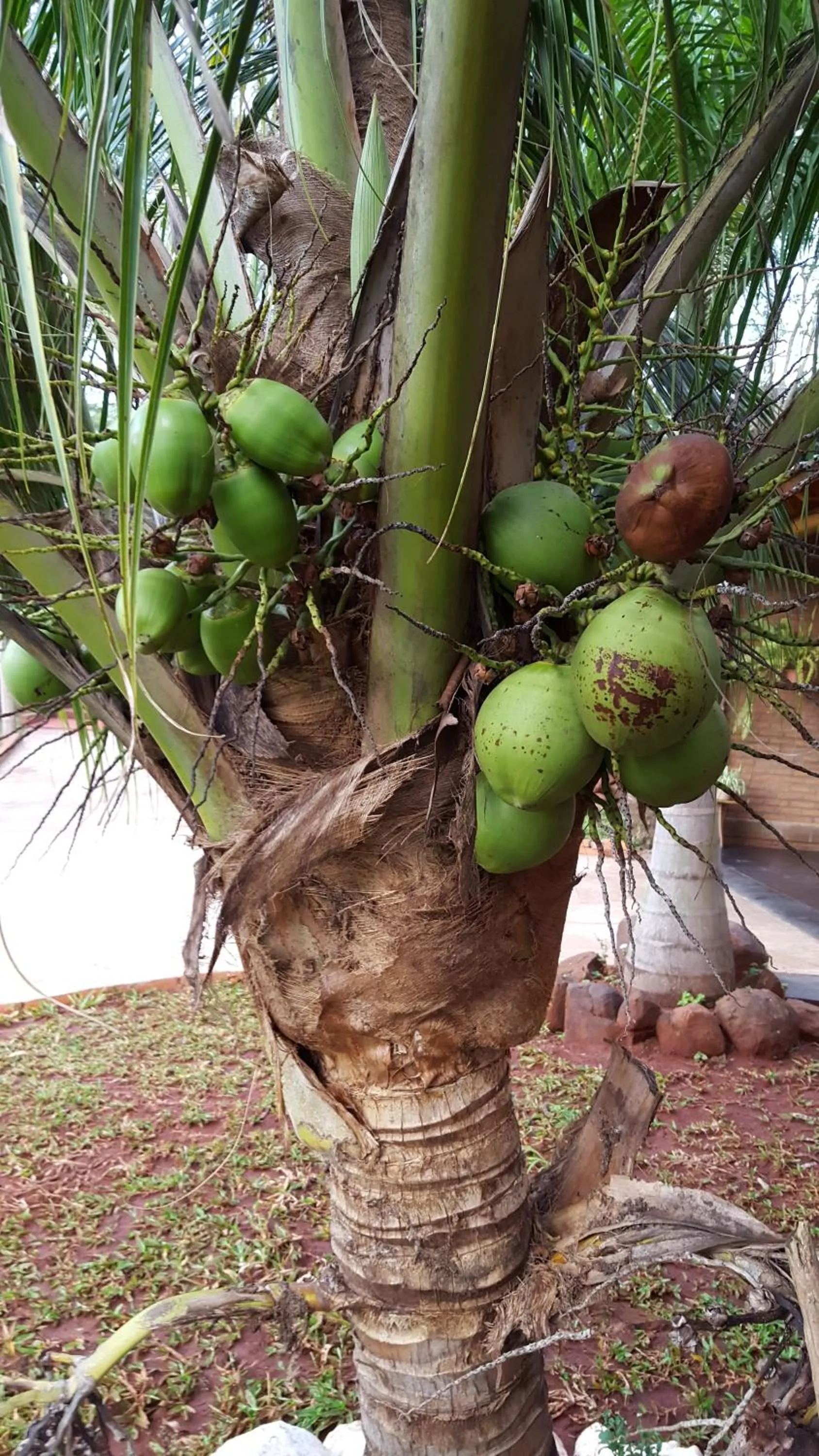 Garden in Costa del Sol Iguazú