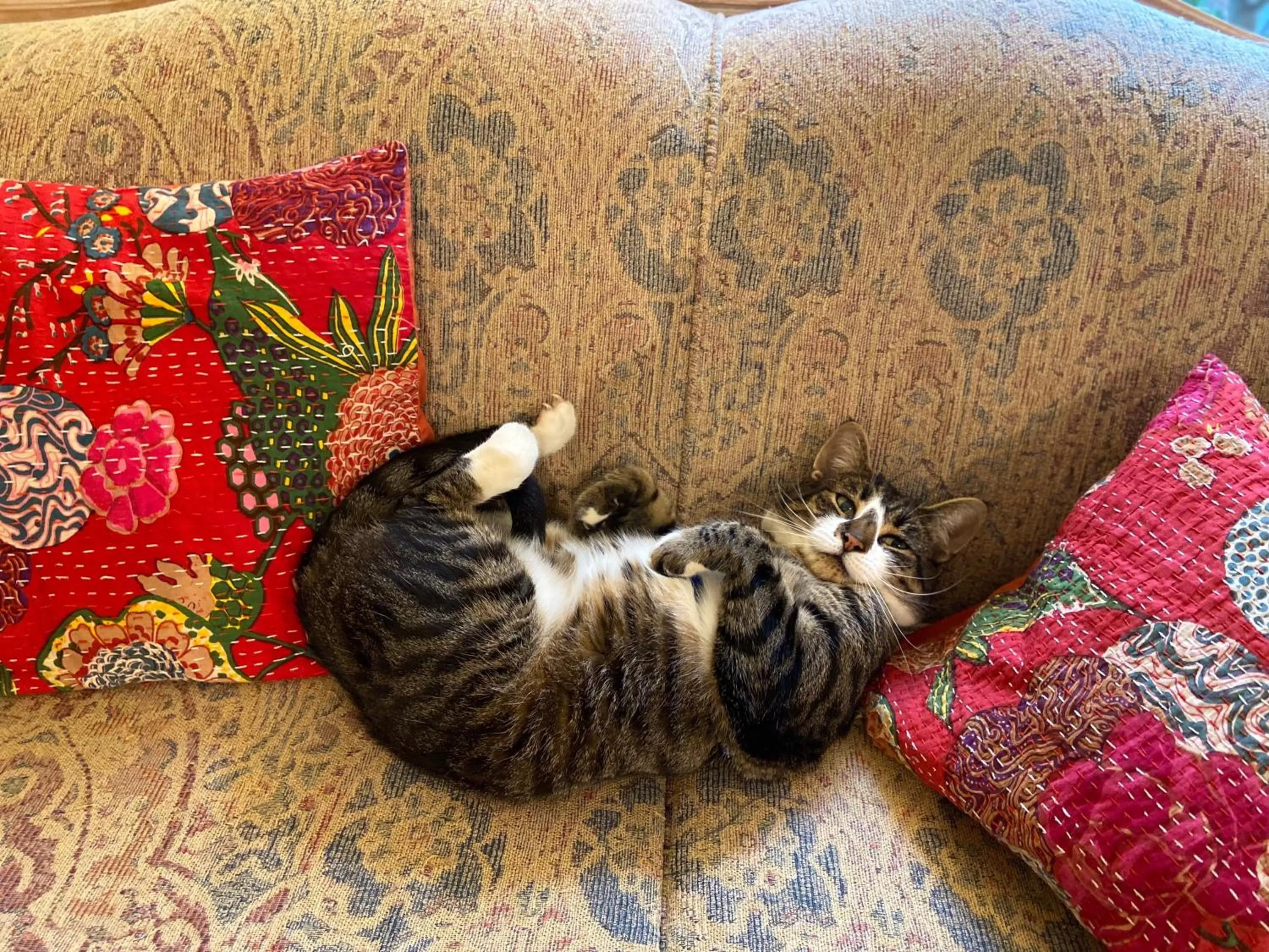 Pets in Wisteria Guest House