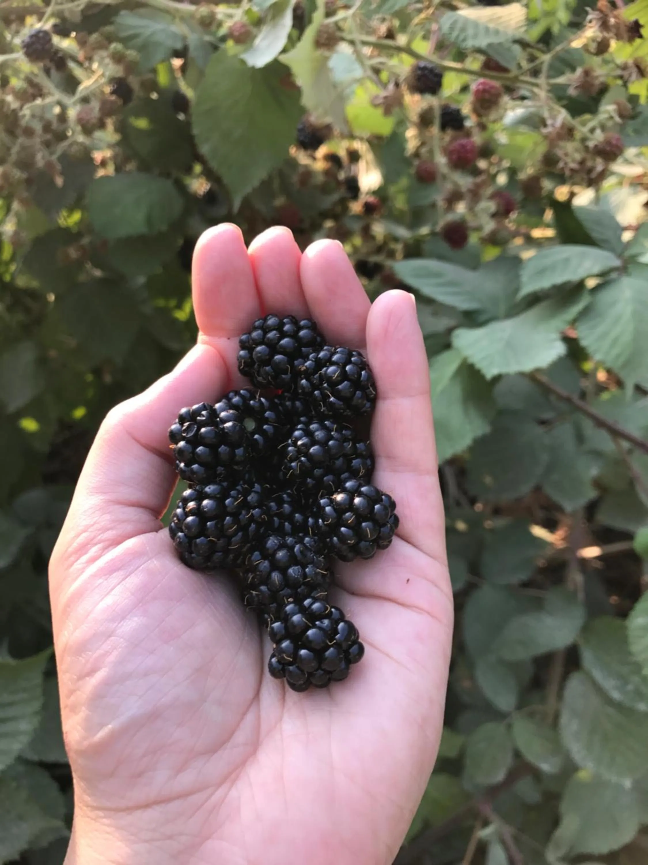 Garden in Wisteria Guest House