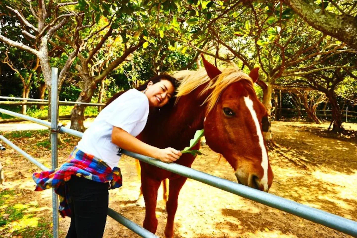 Horse-riding in Panorama