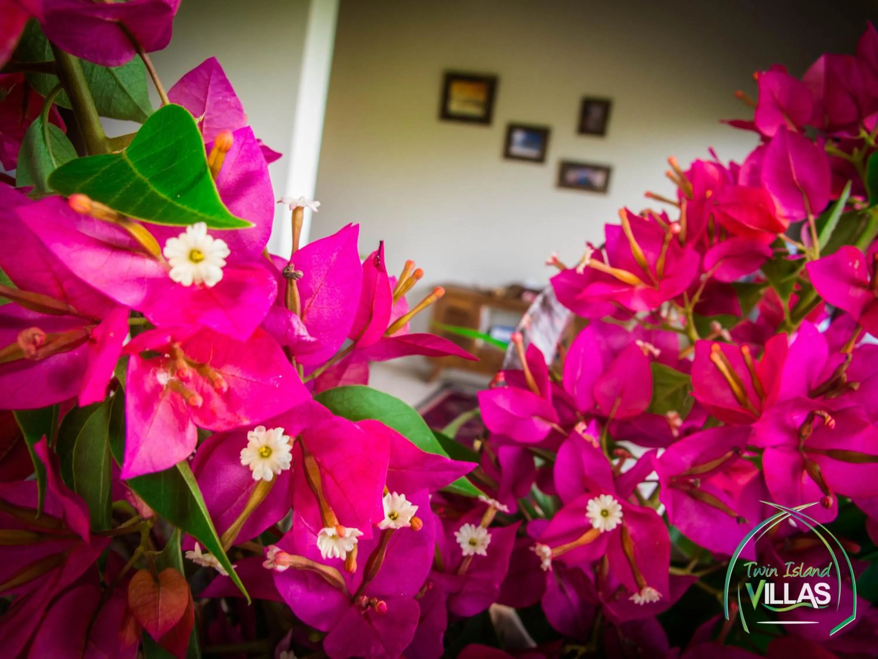 Decorative detail in Twin Island Villas & Dive Resort