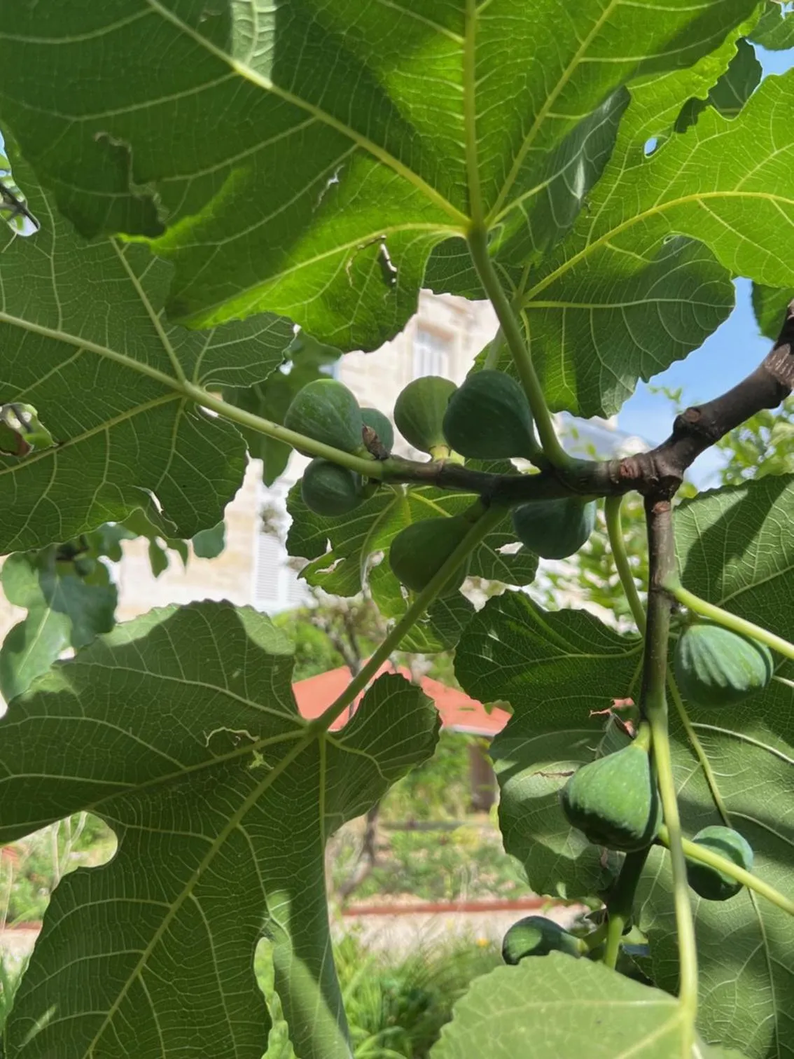 Garden in Le Clos des Queyries, Chambres d'Hôtes