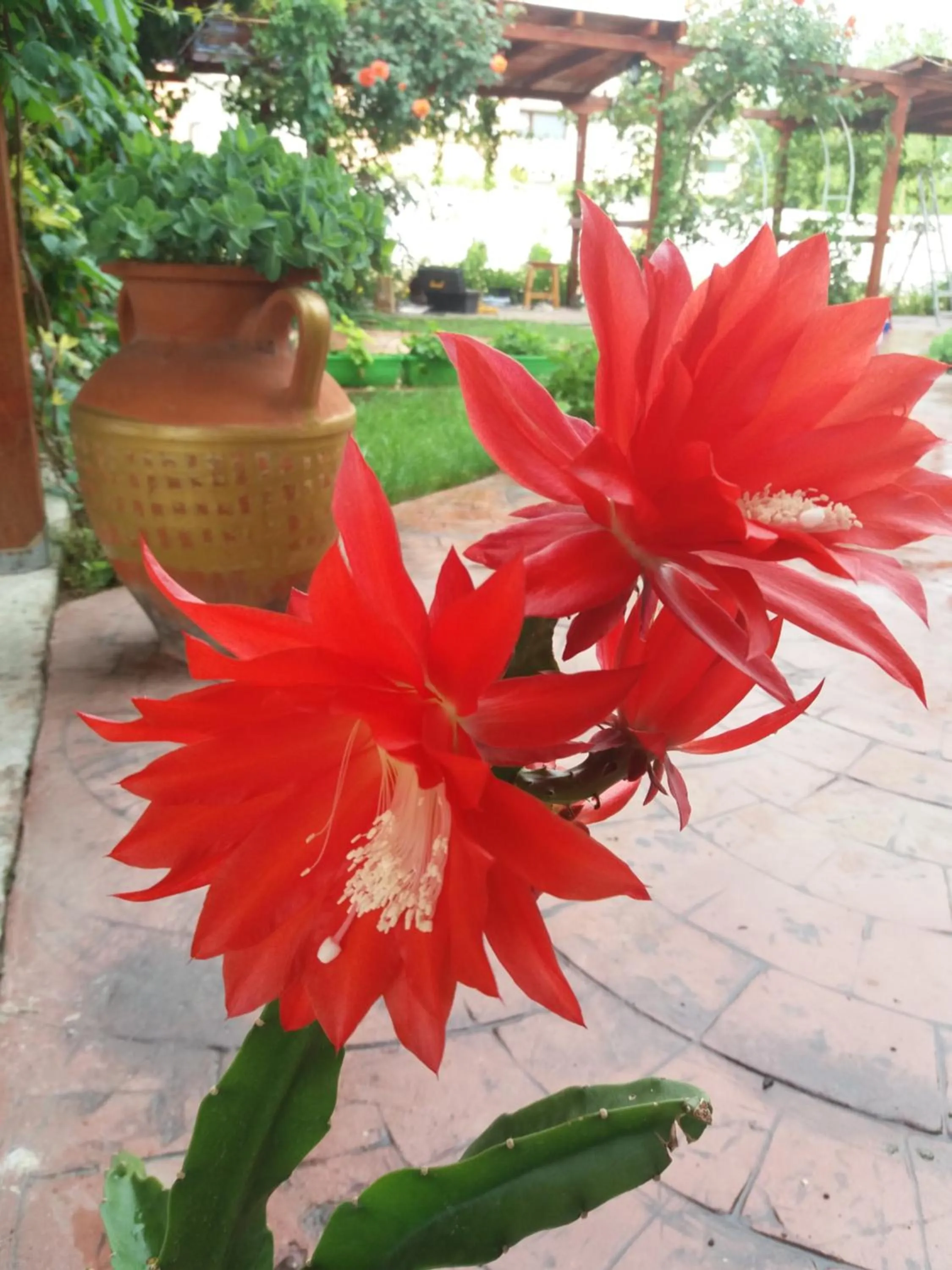 Alba Family Club Hotel