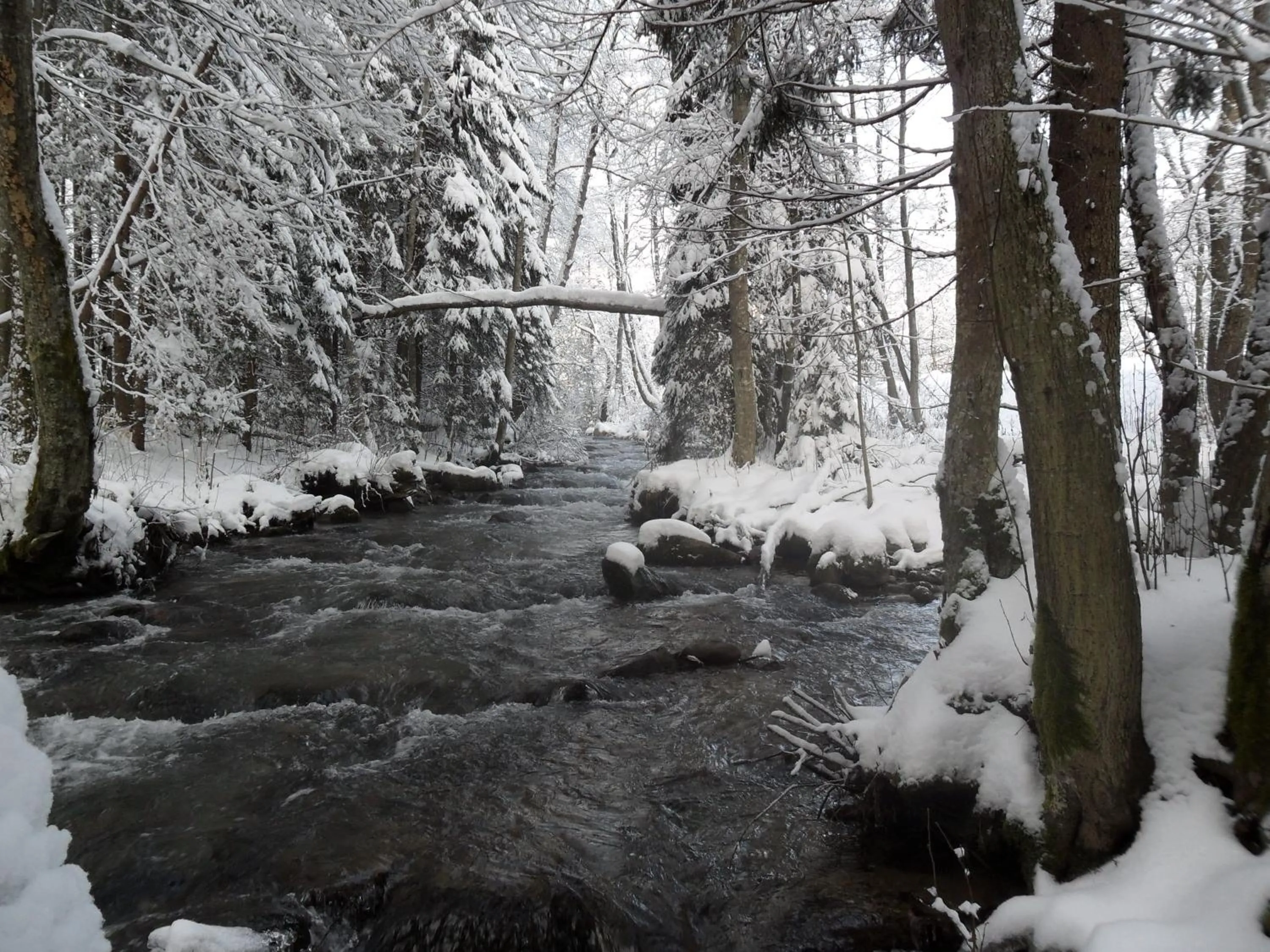 Natural landscape in Apartmán KLAUDIA Tále