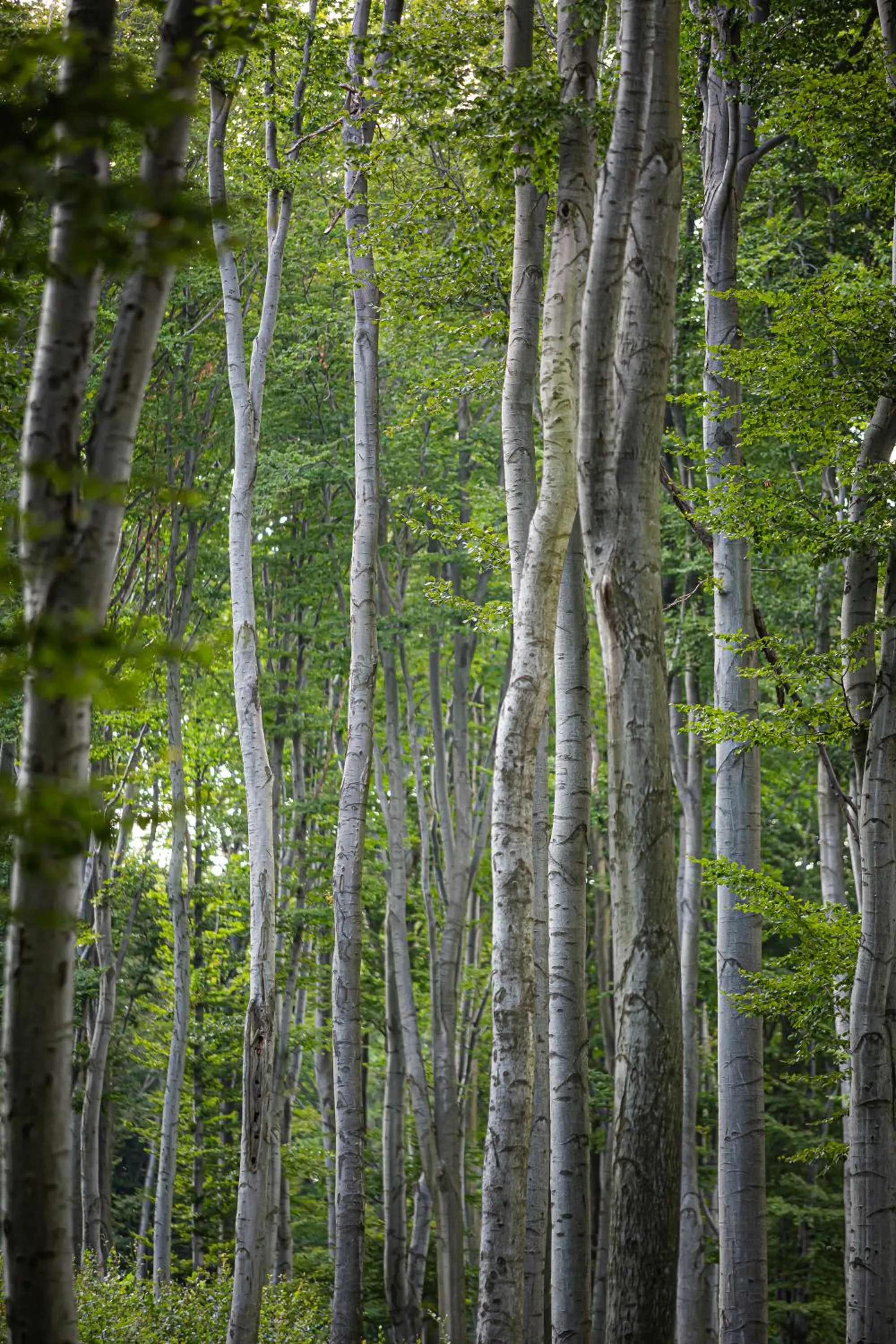 Off site in 4 Évszak Hegyihotel