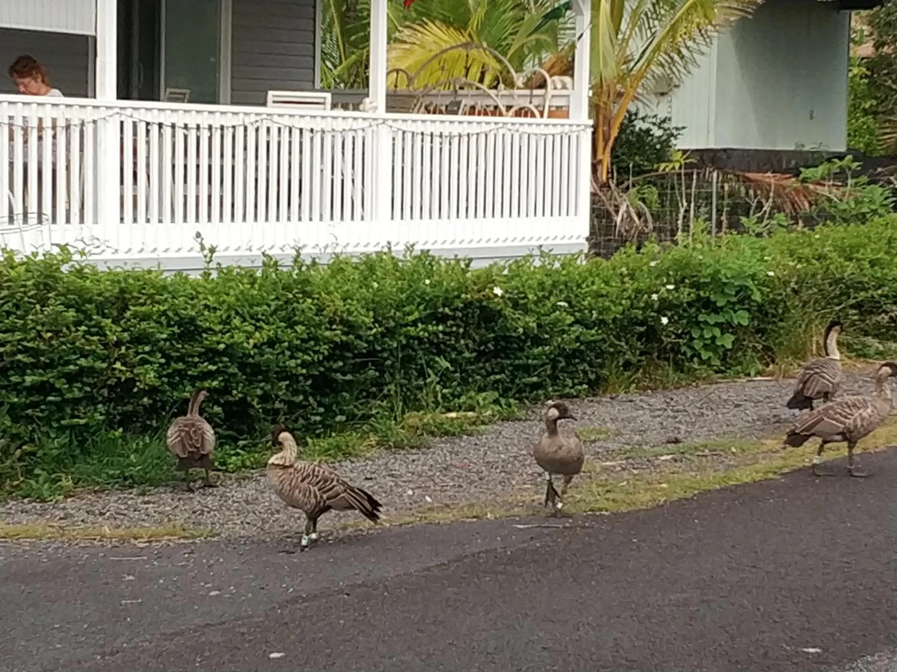Animals in Ocean Breeze Inn