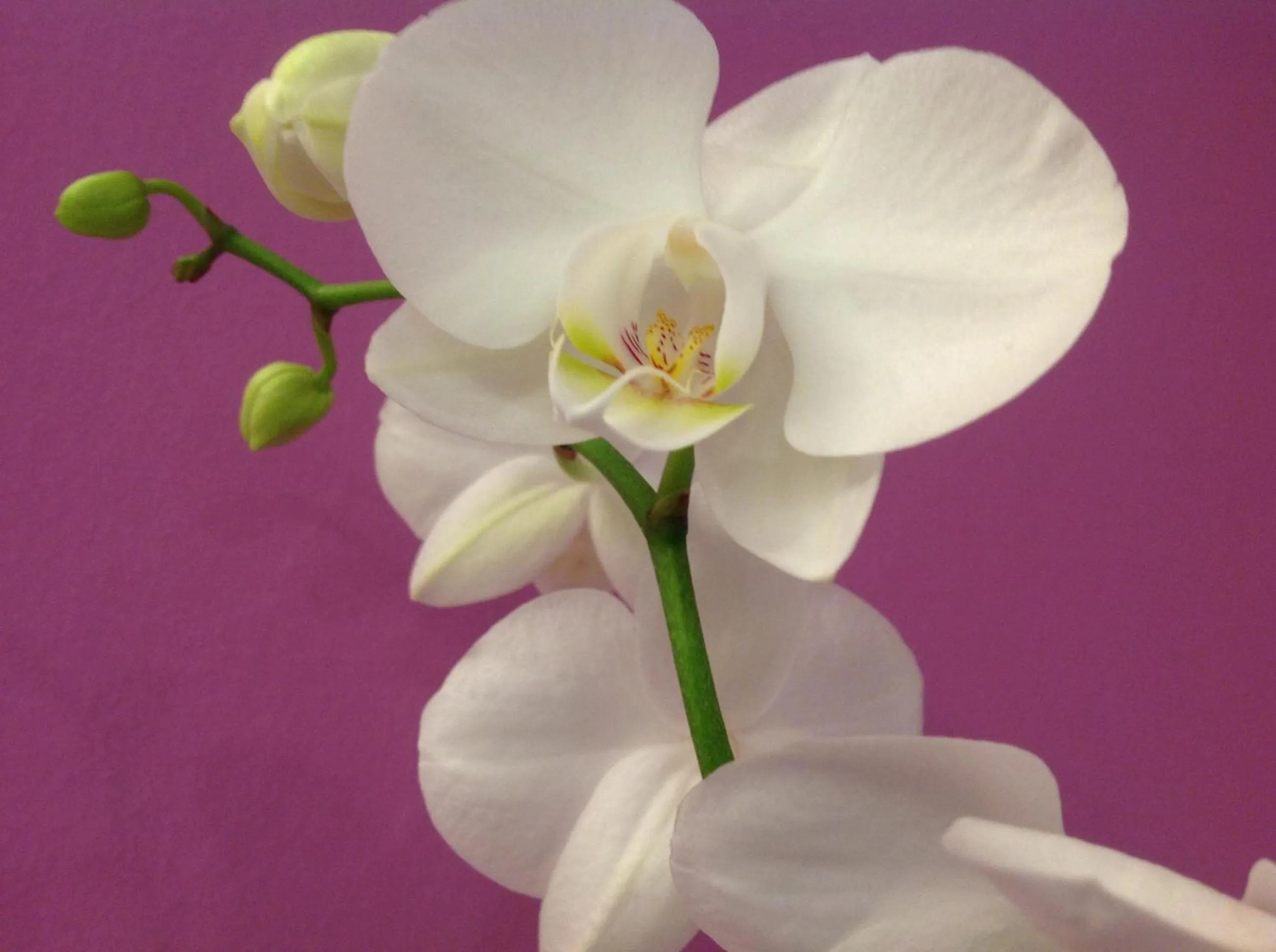 Decorative detail in Hotel Lux