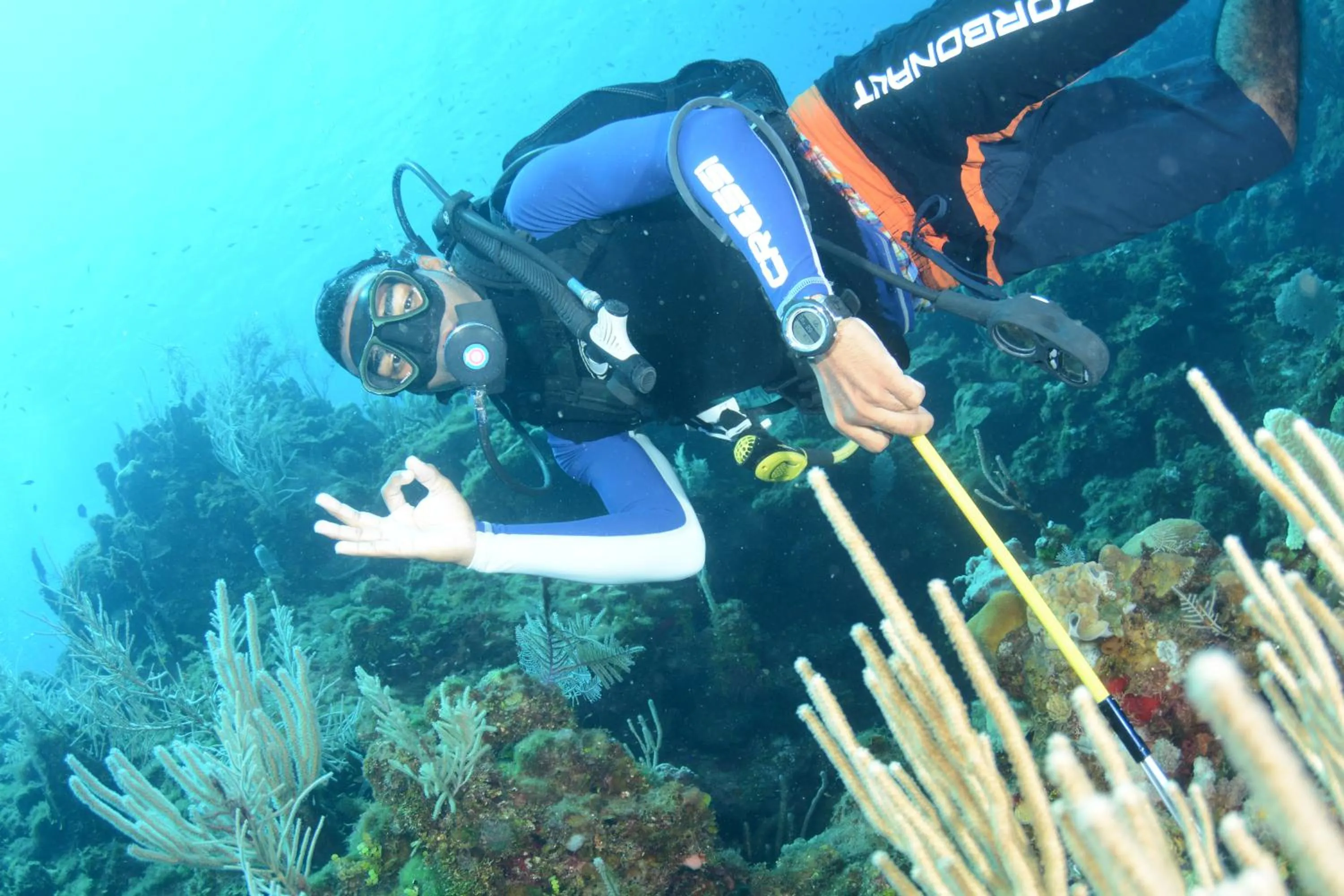 Diving in Seagrape Plantation Resort & Dive Center