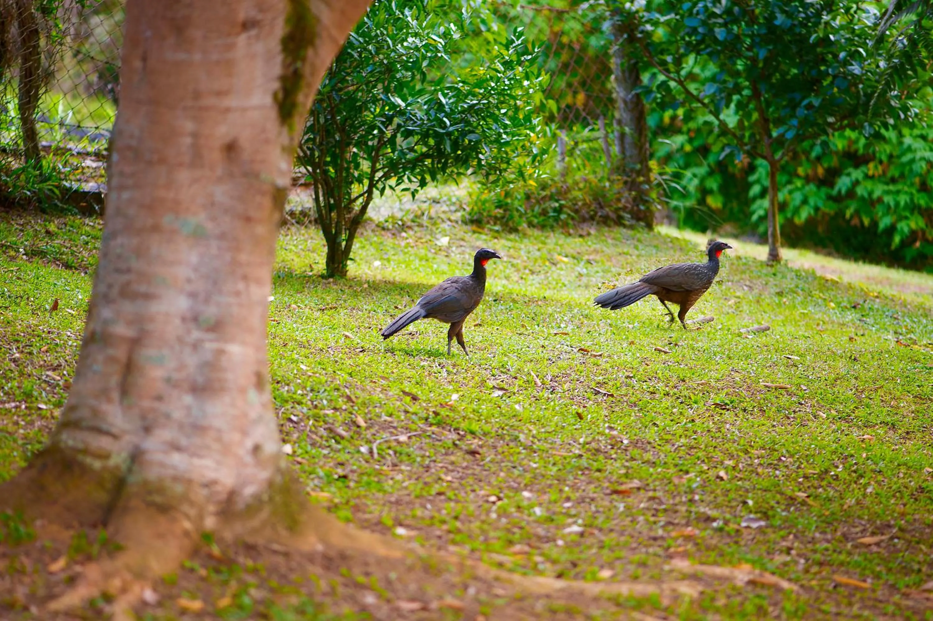 Animals in Pousada Casa Bonita