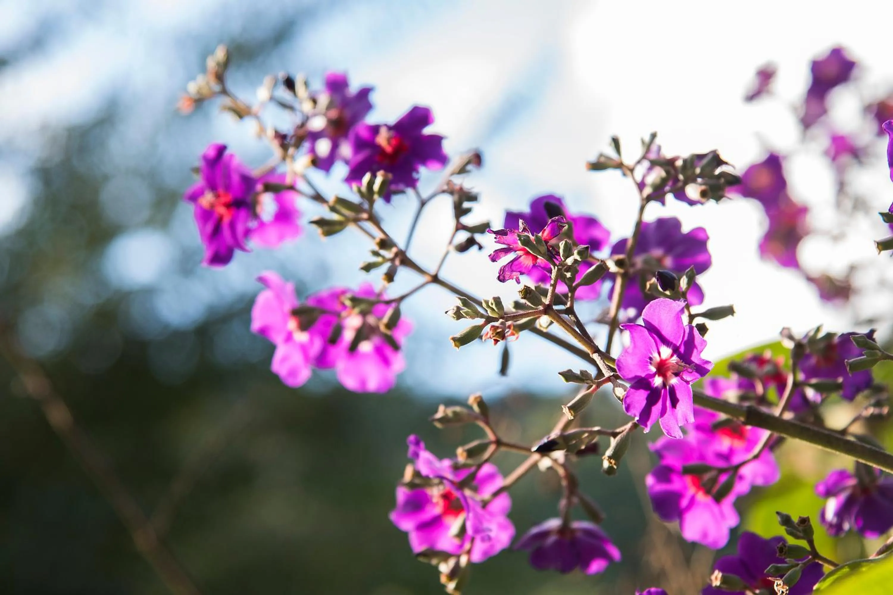 Spring in Pousada Casa Bonita