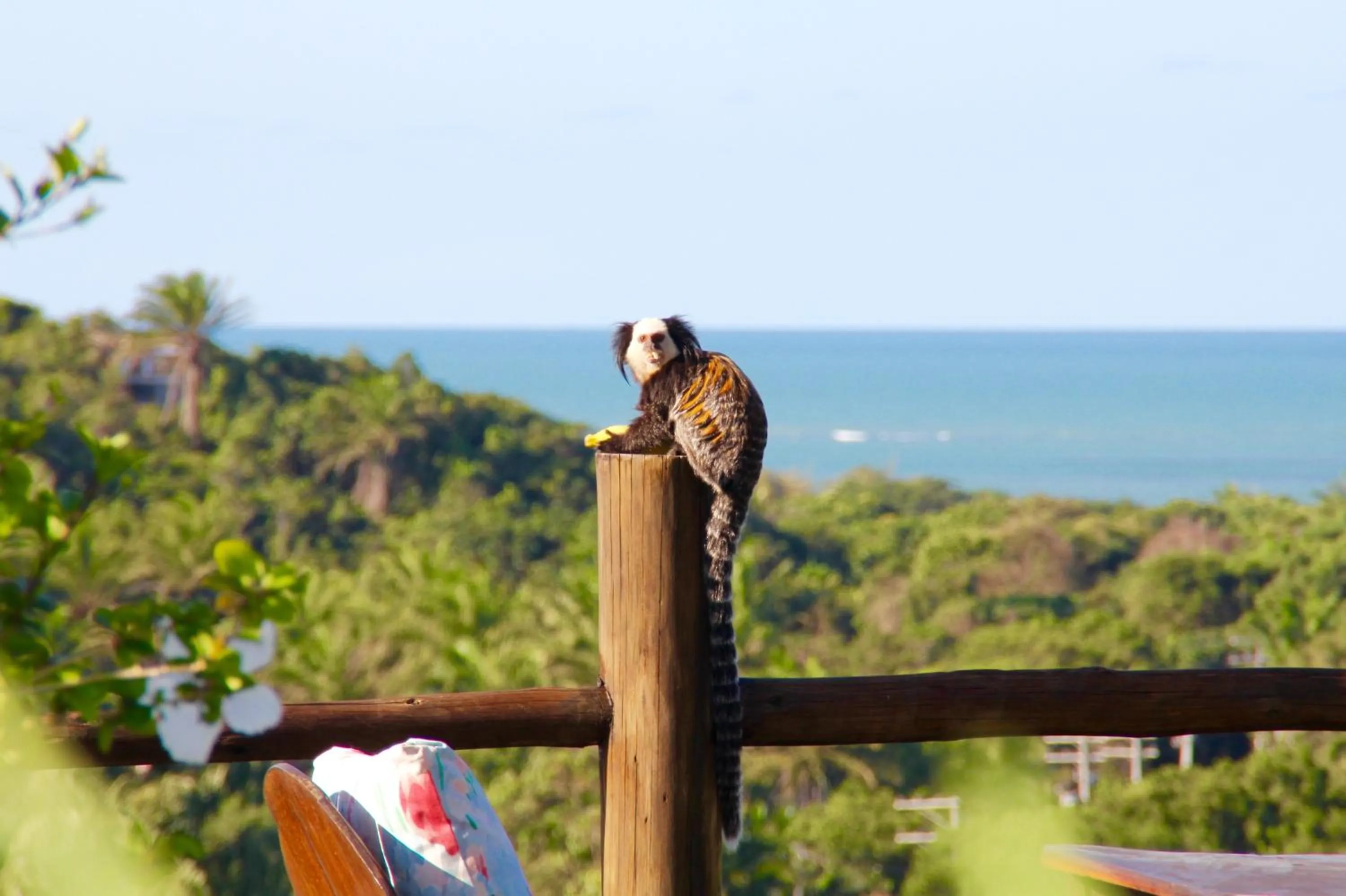 Restaurant/places to eat in Pousada Mar à Vista