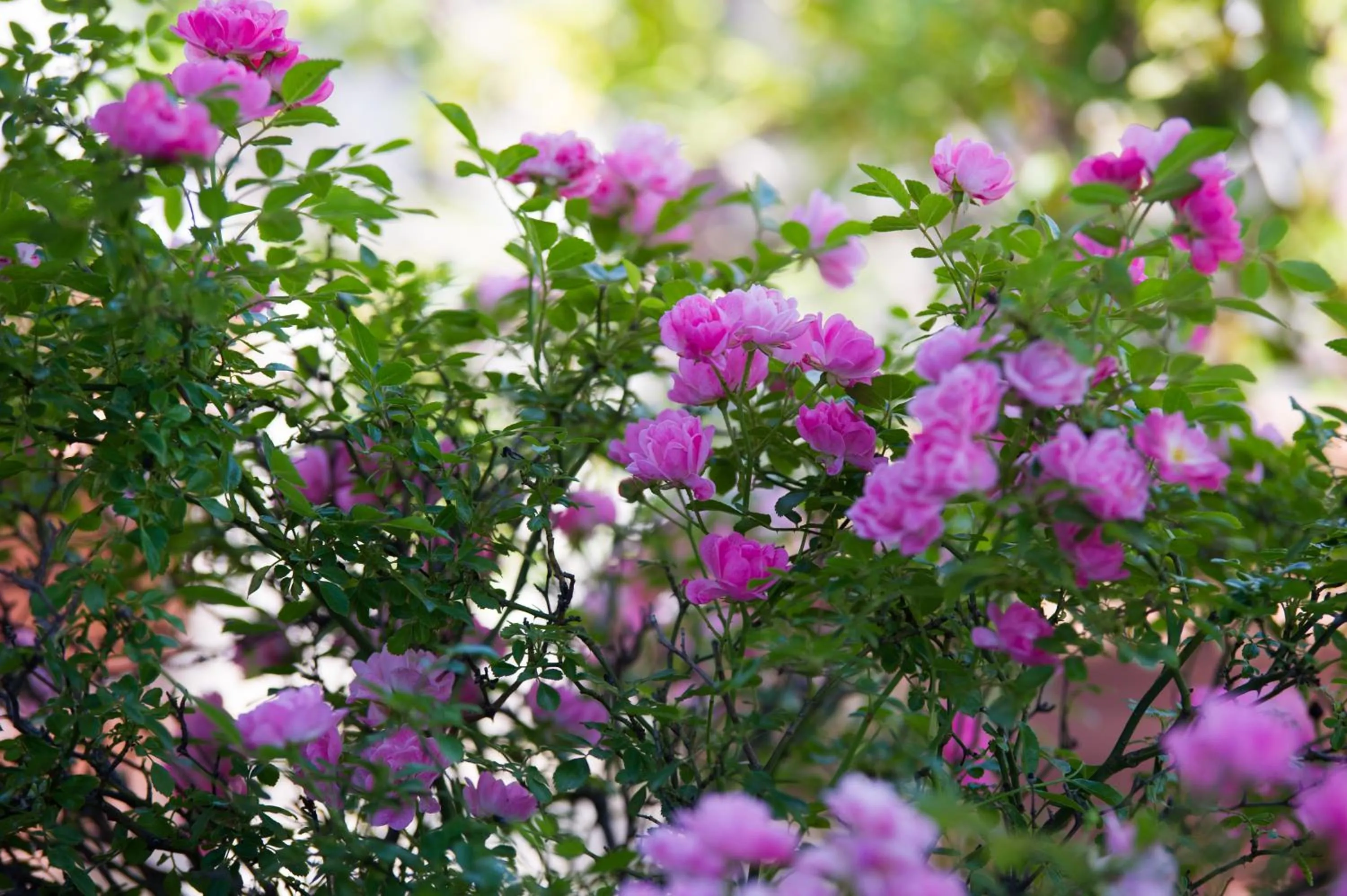 Spring in Olympic Hotel