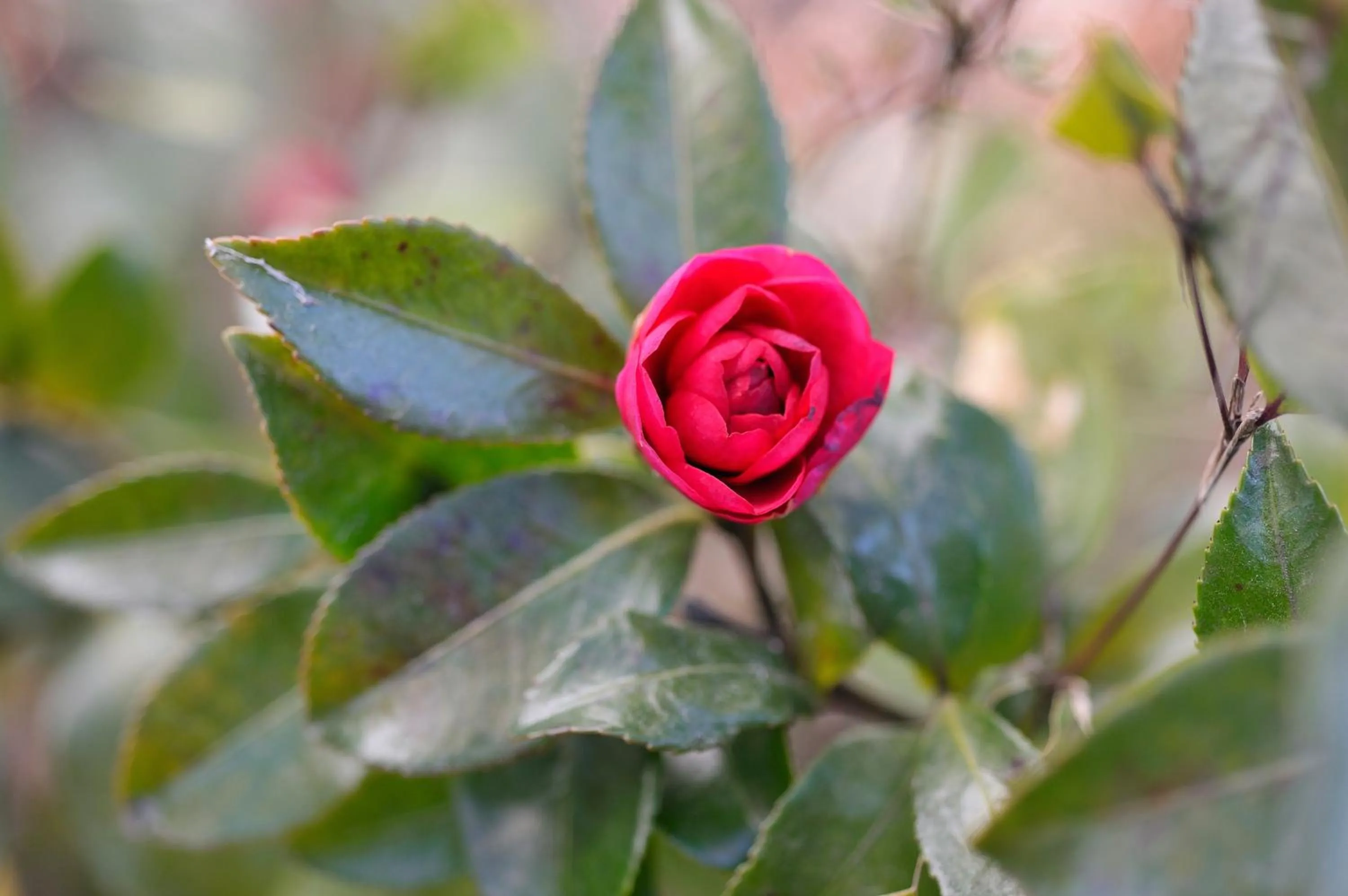 Other in Izumiya Zenbe