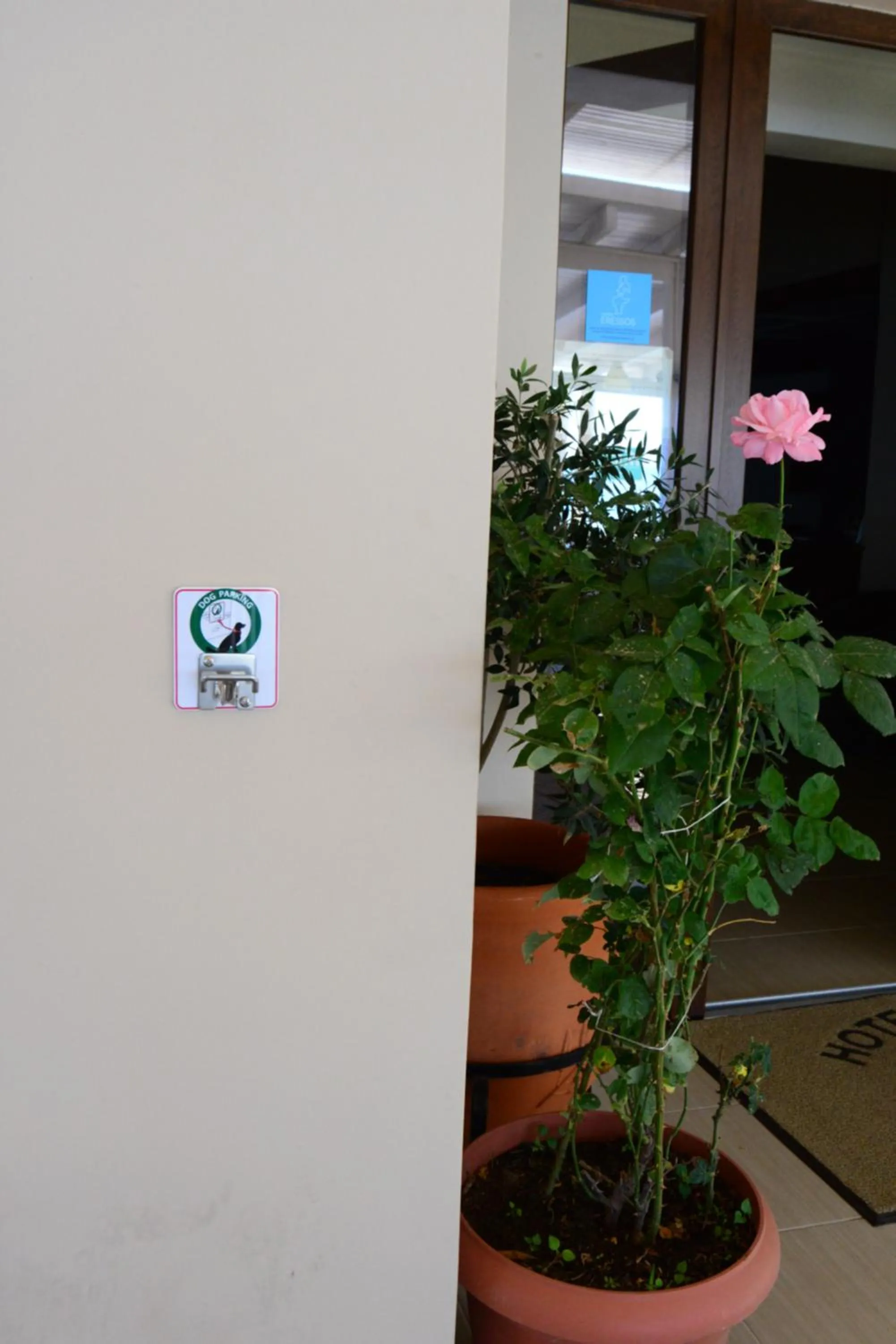 Pets in Sappho Hotel