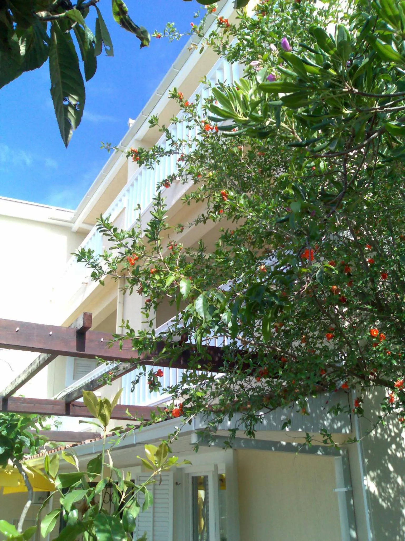 Garden in Villa Tenžera
