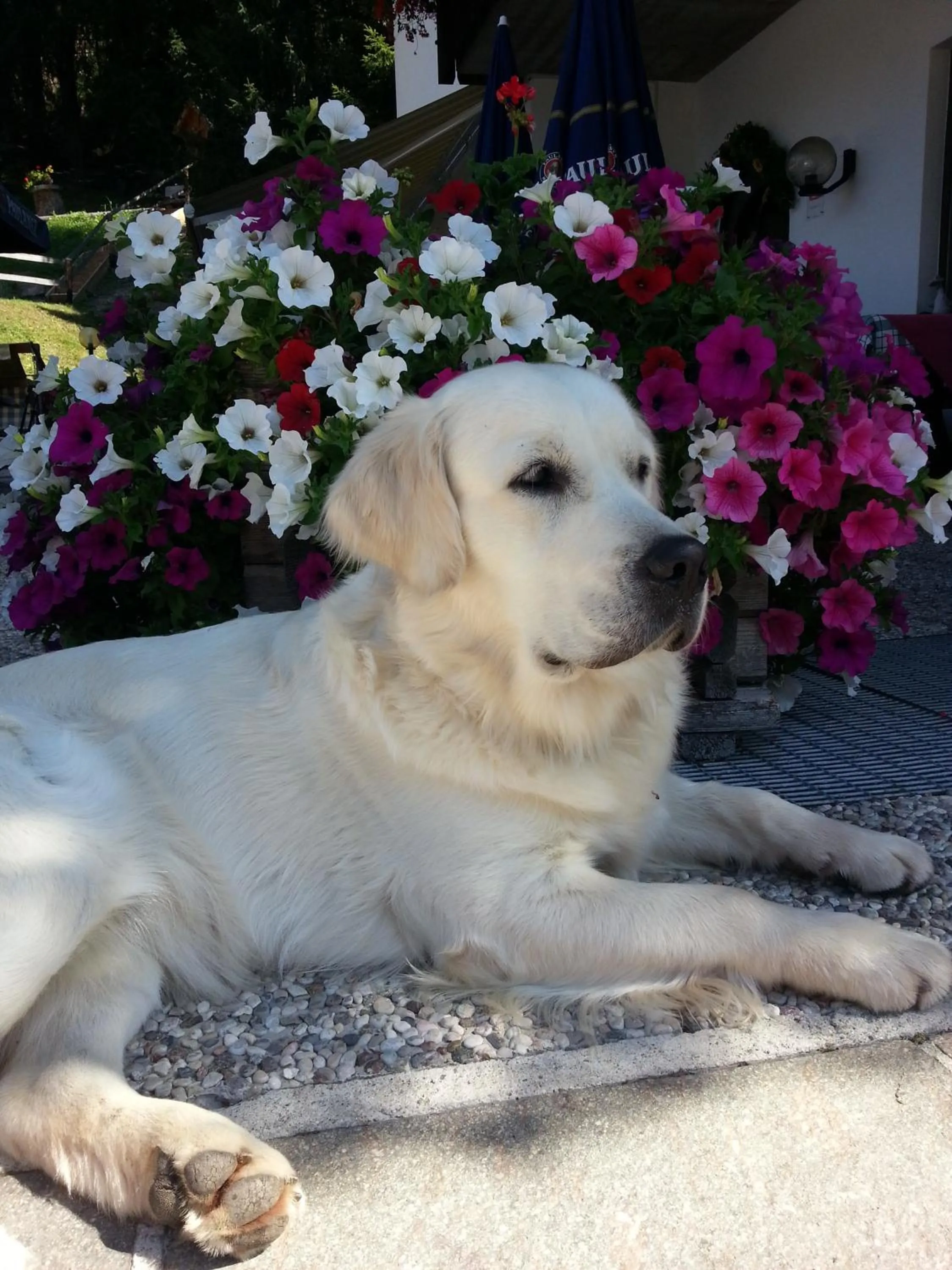 Pets in Hotel Pontives