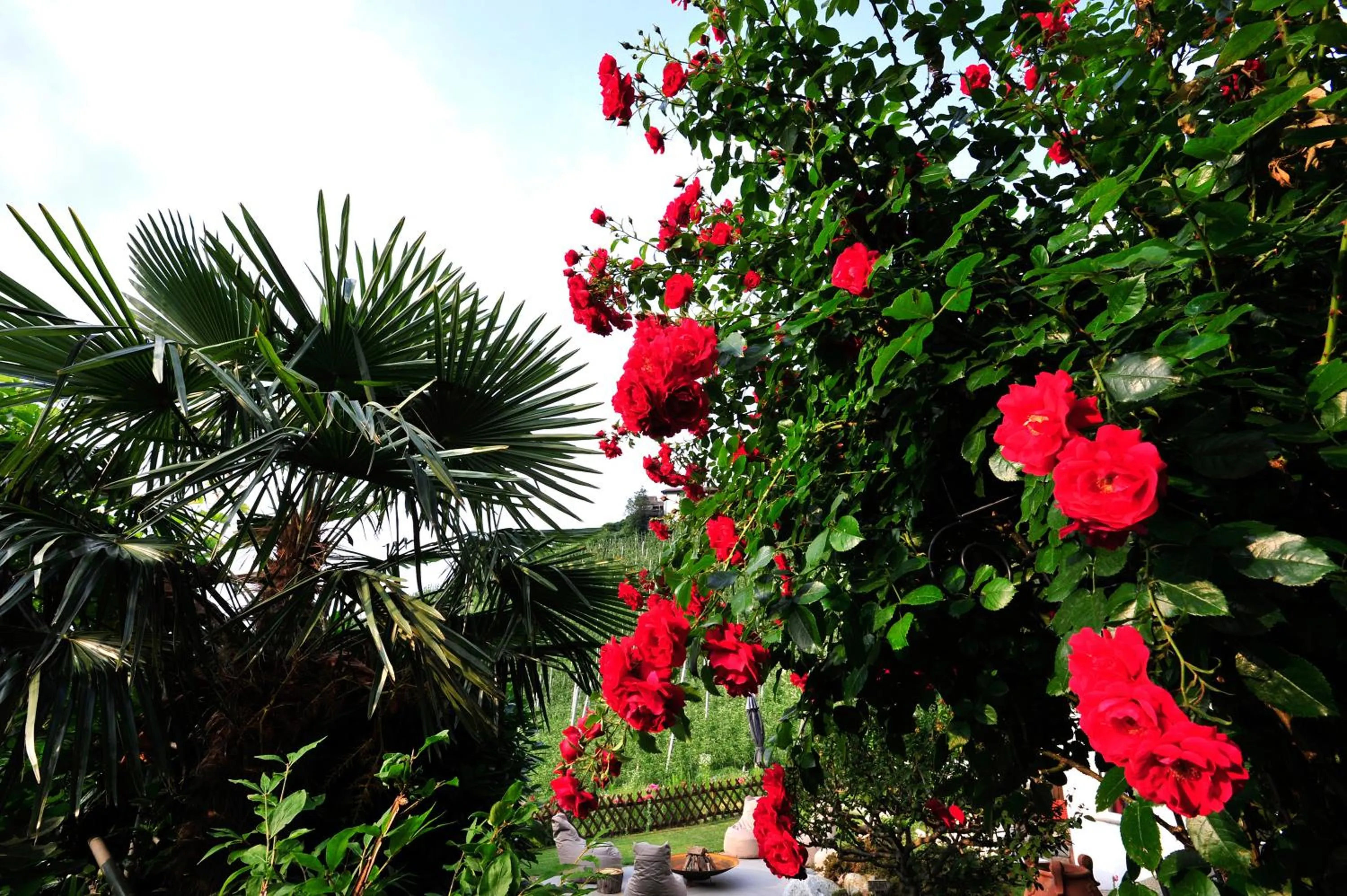Garden in Apparthotel Calma