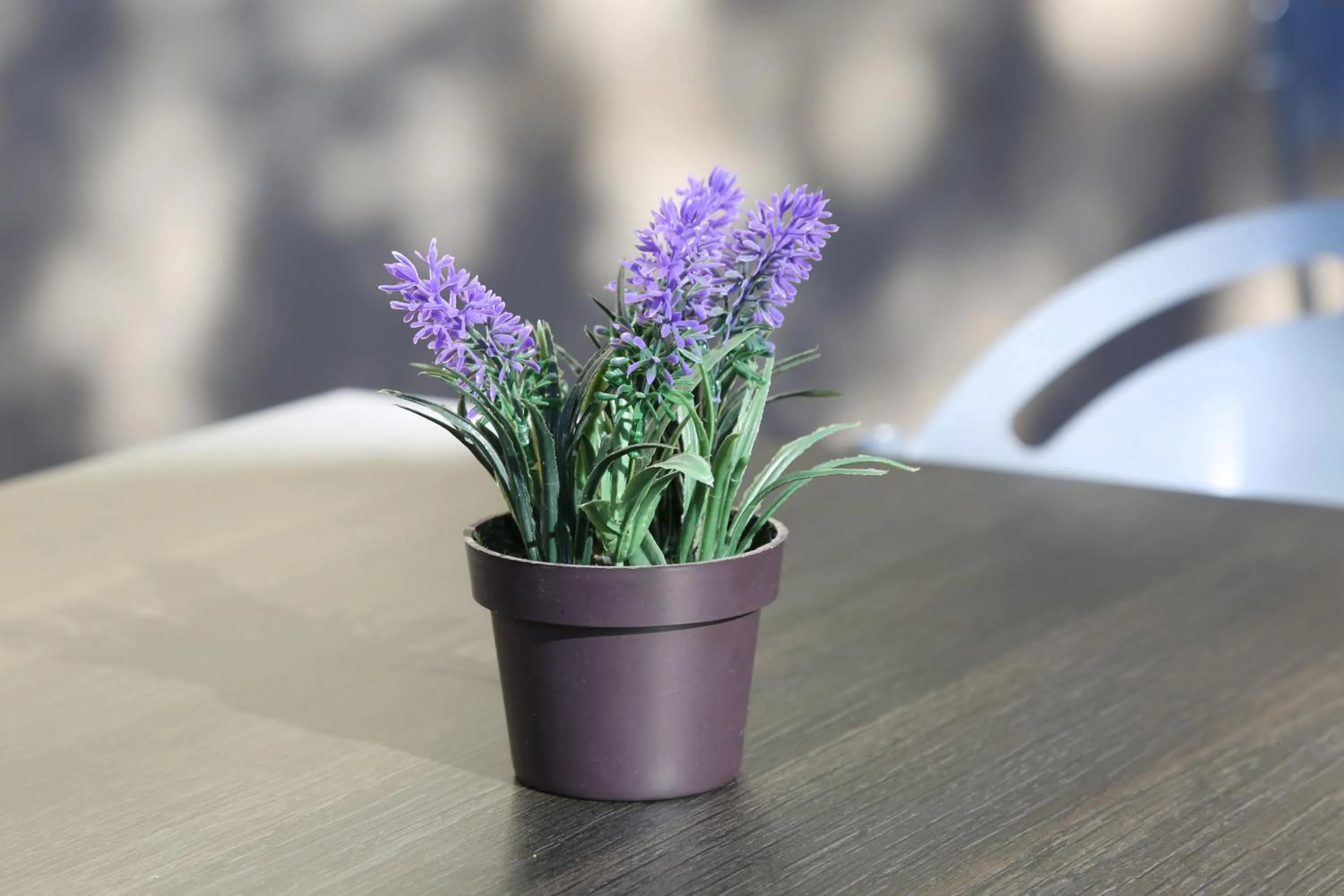 Patio in Résidence Les Académies Aixoise