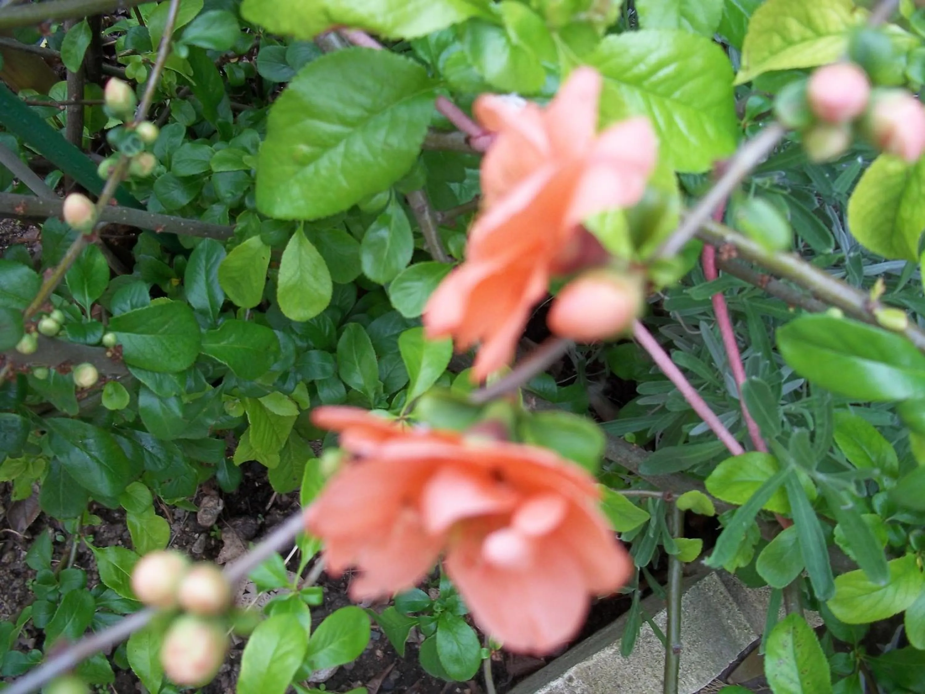 Garden in La Renardière