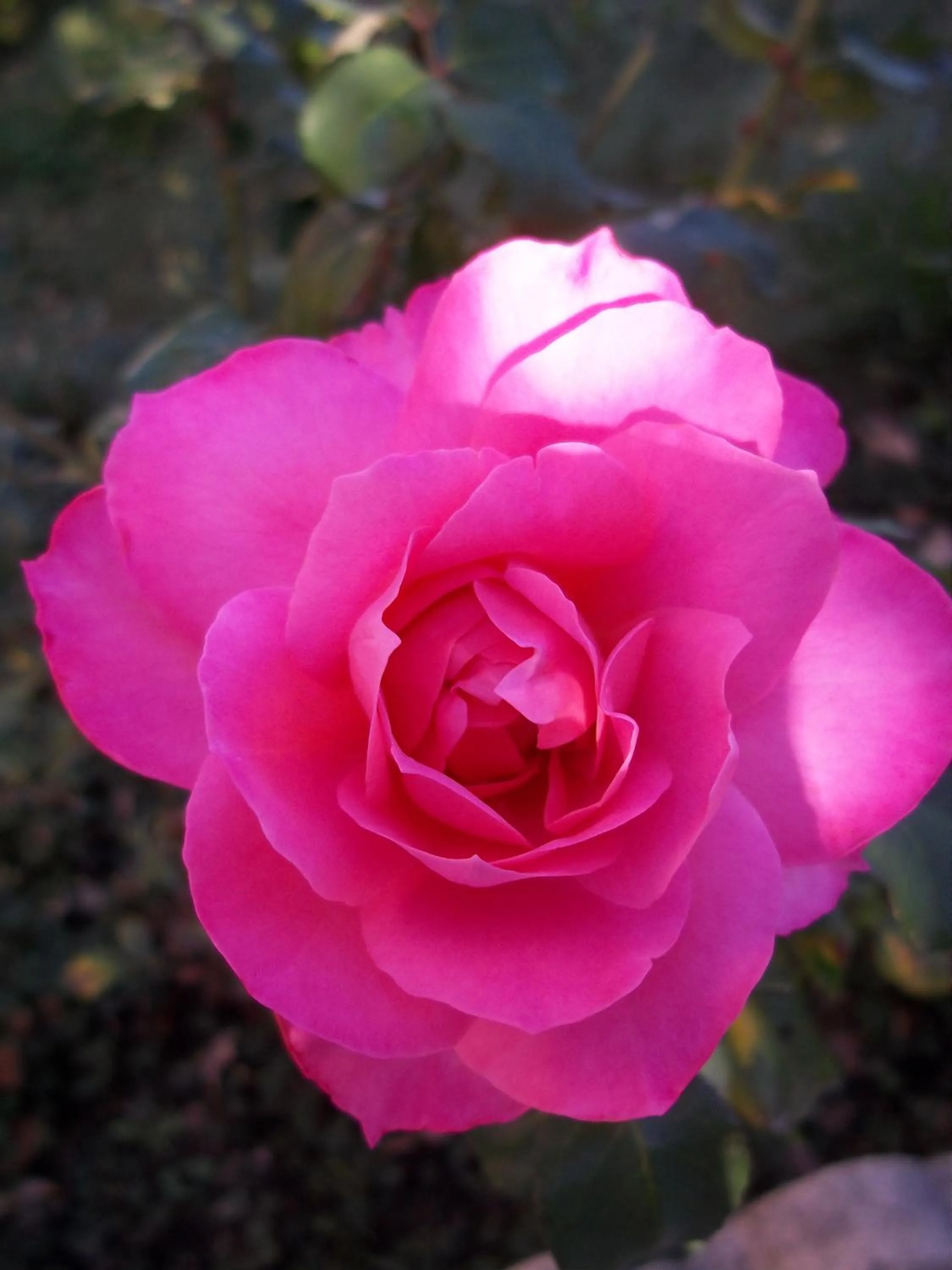 Decorative detail in La Renardière