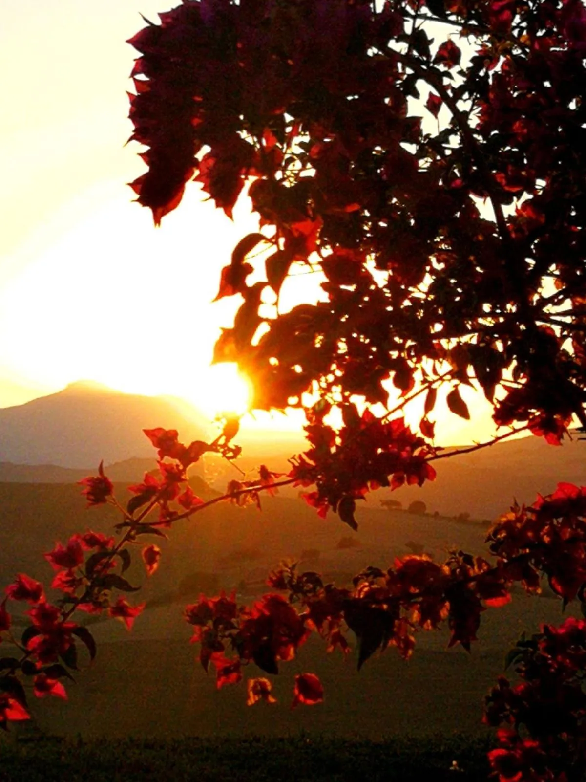 Finca Las Campanas II