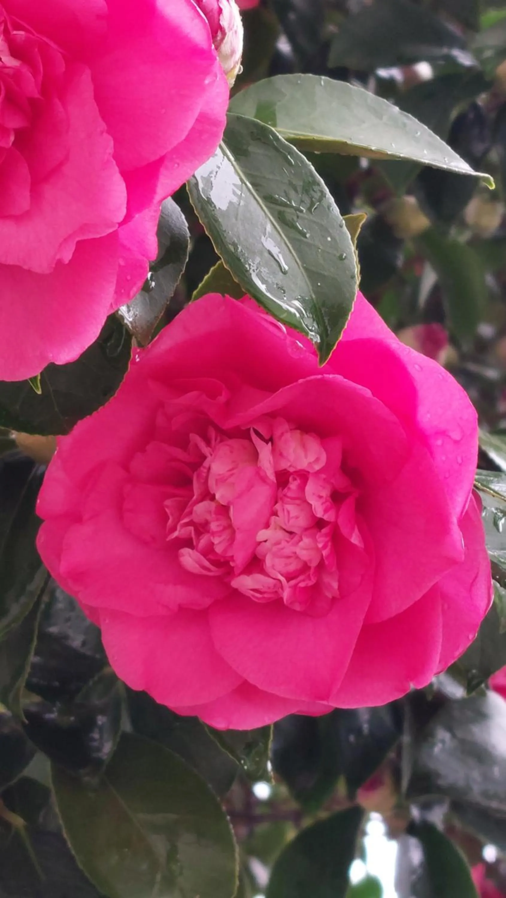 Garden in Pavillon Kalensa