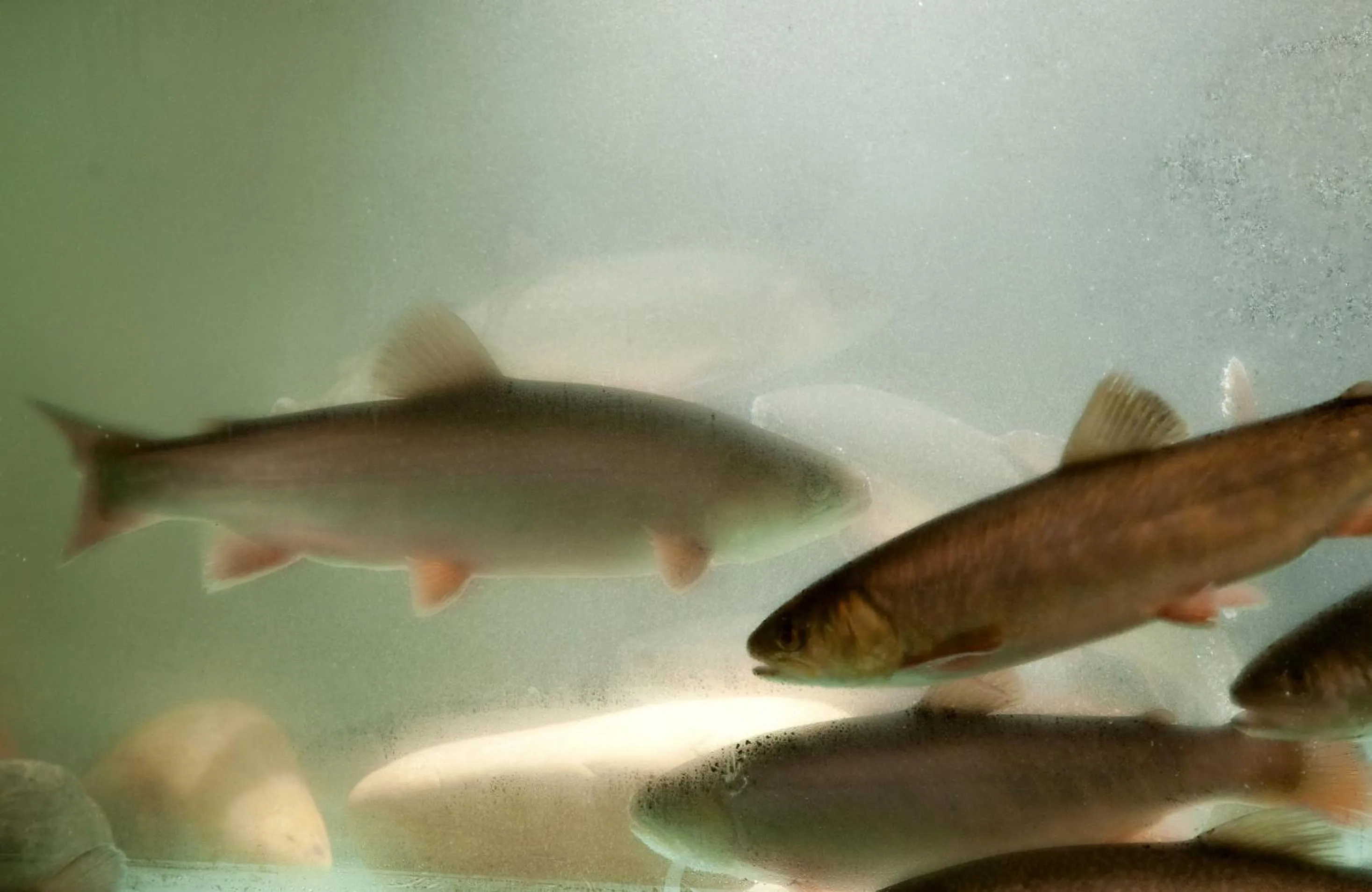 Animals in Landhotel Bayerwald