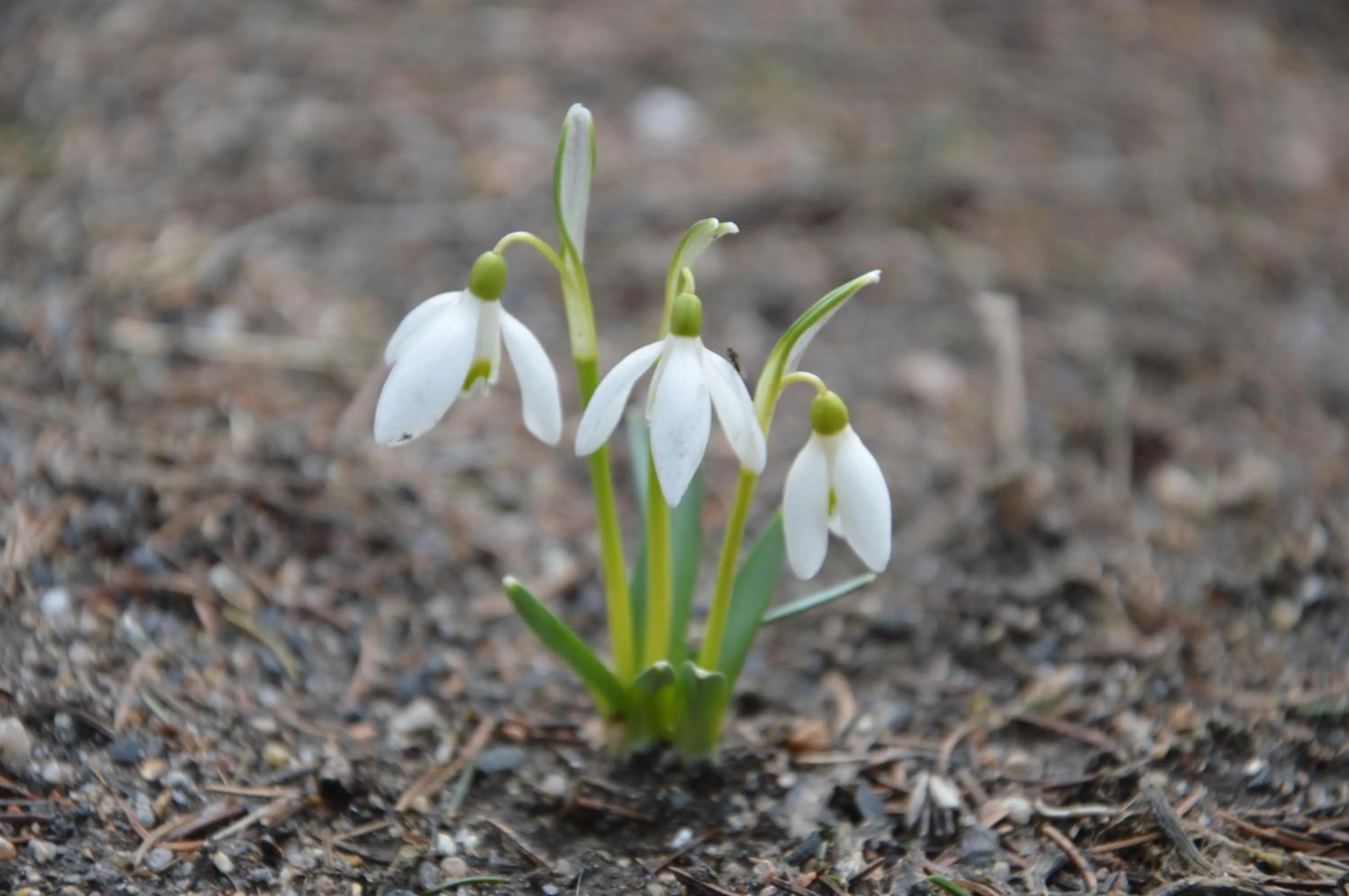 Spring in Willa Na Cichej