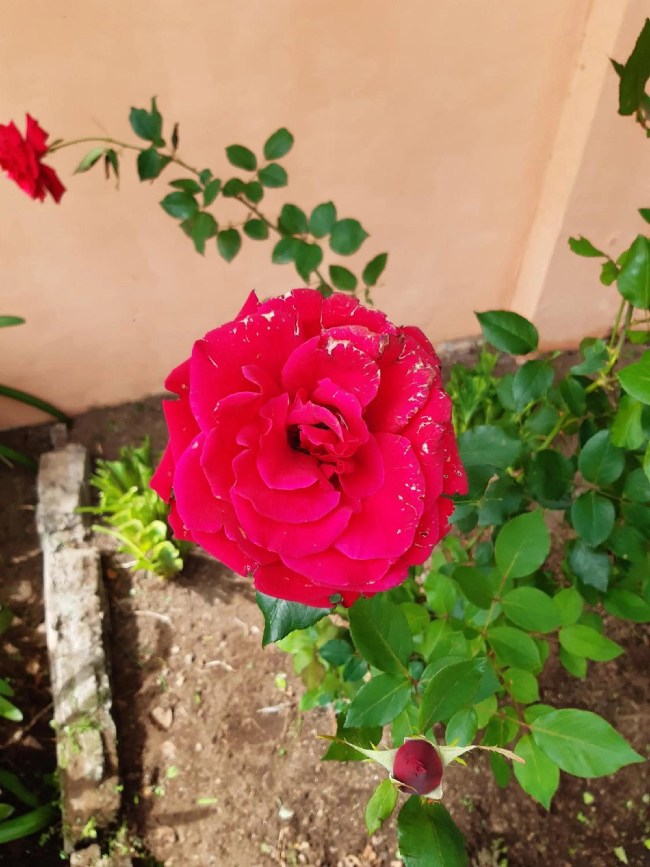 El Oasis Hotel y Restaurante