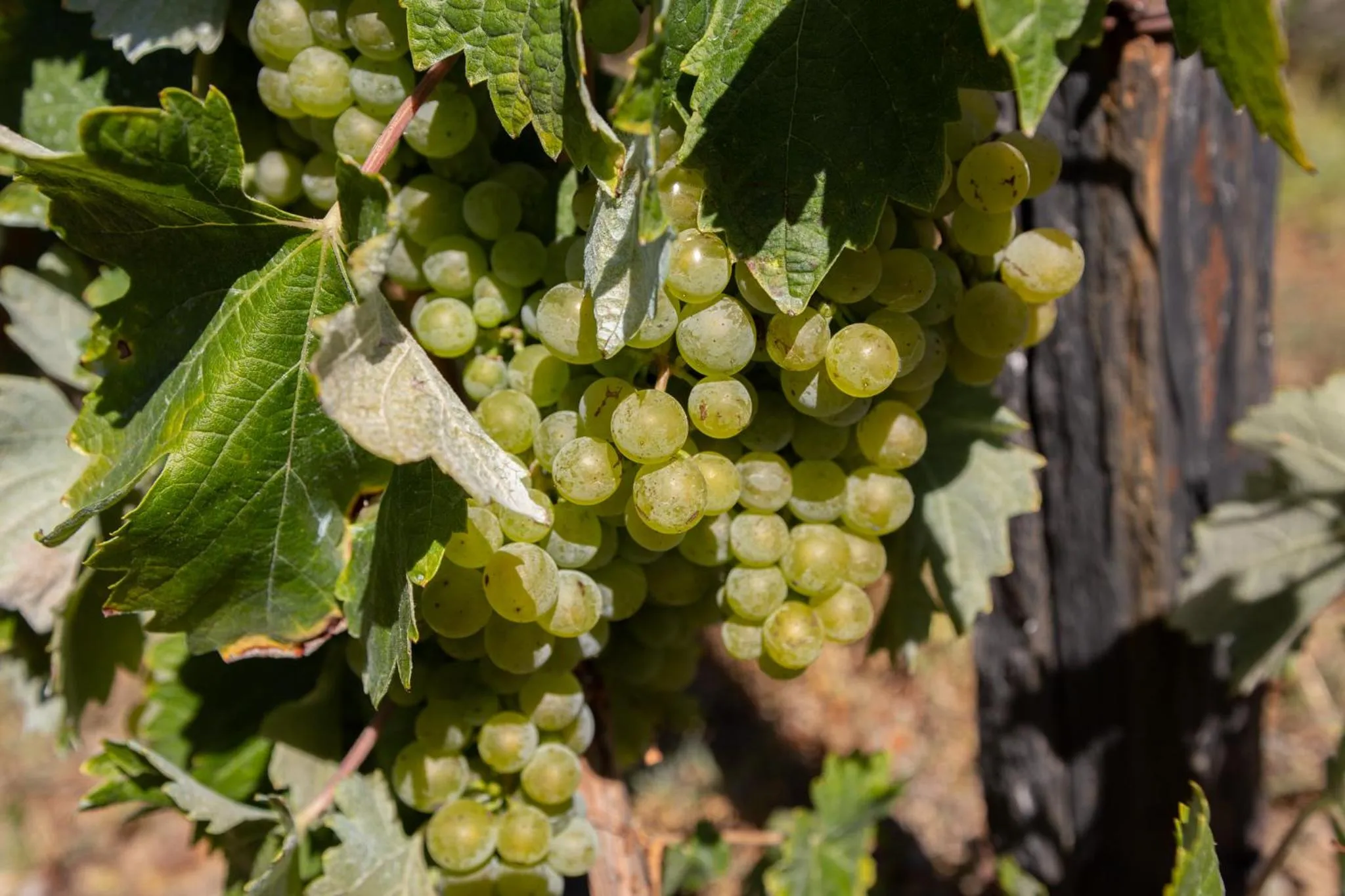 Spring in Quinta Da Estrada Winery Douro Valley