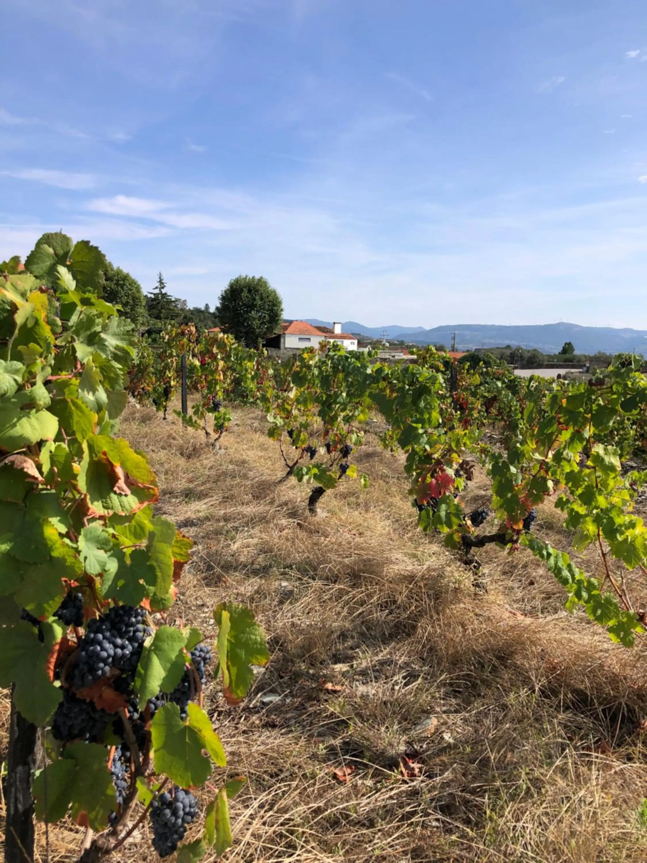 Natural landscape in Quinta Da Estrada Winery Douro Valley