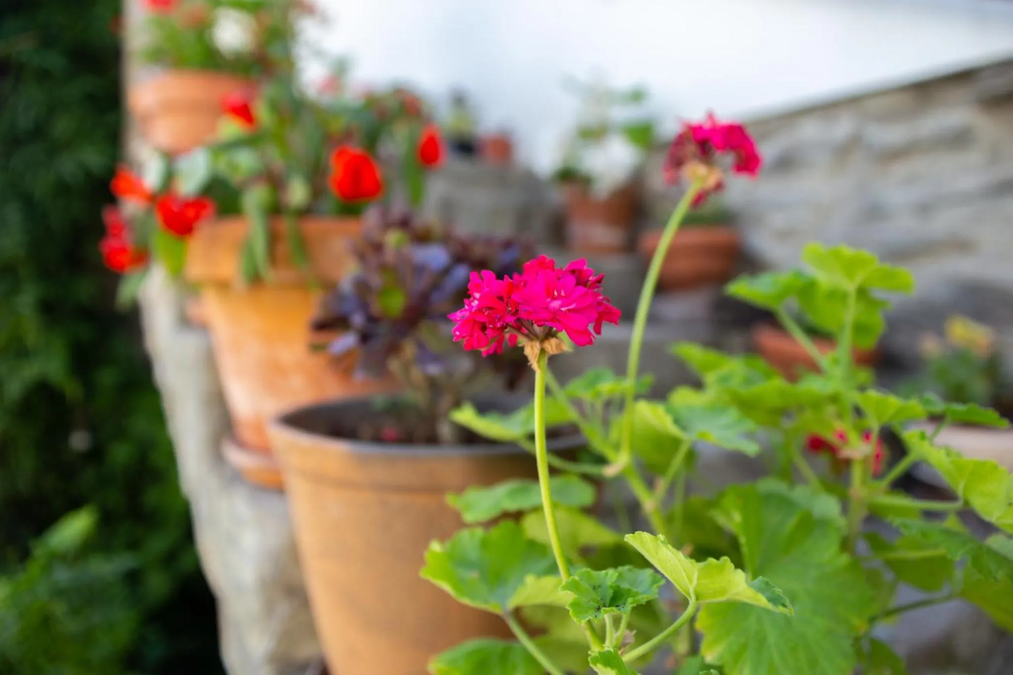 Spring in Quinta Da Estrada Winery Douro Valley