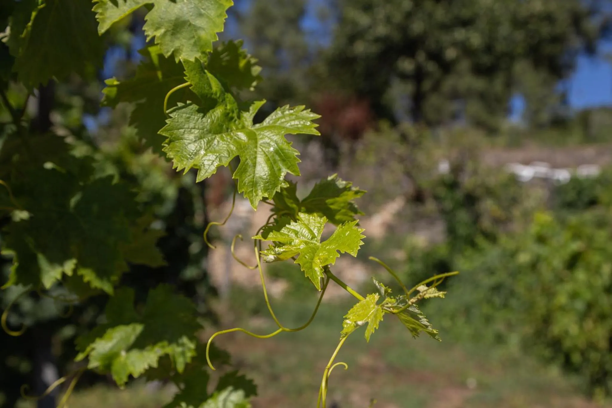 Spring in Quinta Da Estrada Winery Douro Valley