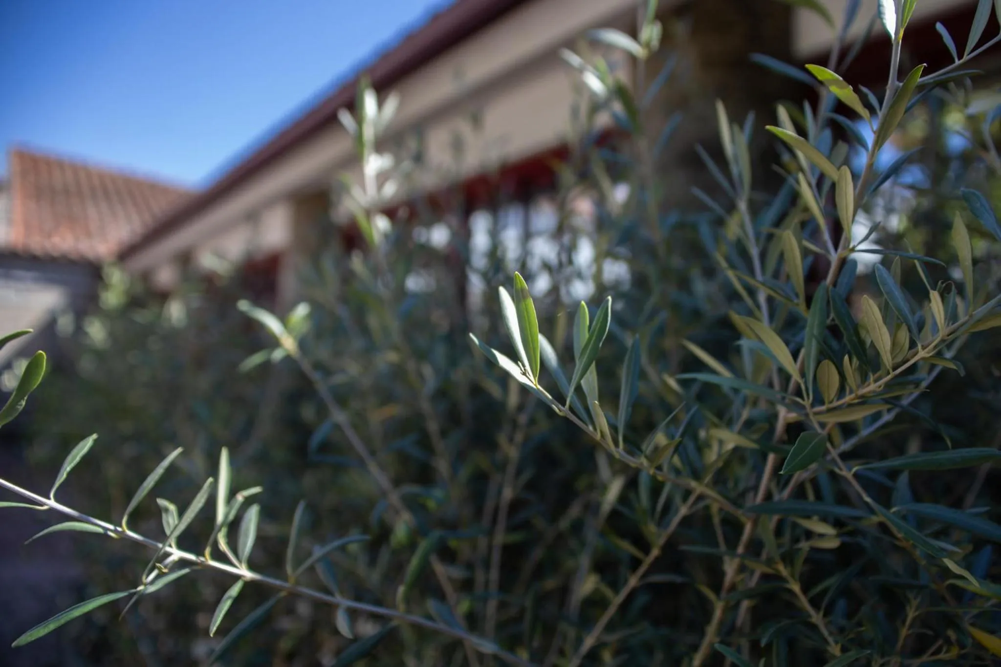 Day in Quinta Da Estrada Winery Douro Valley