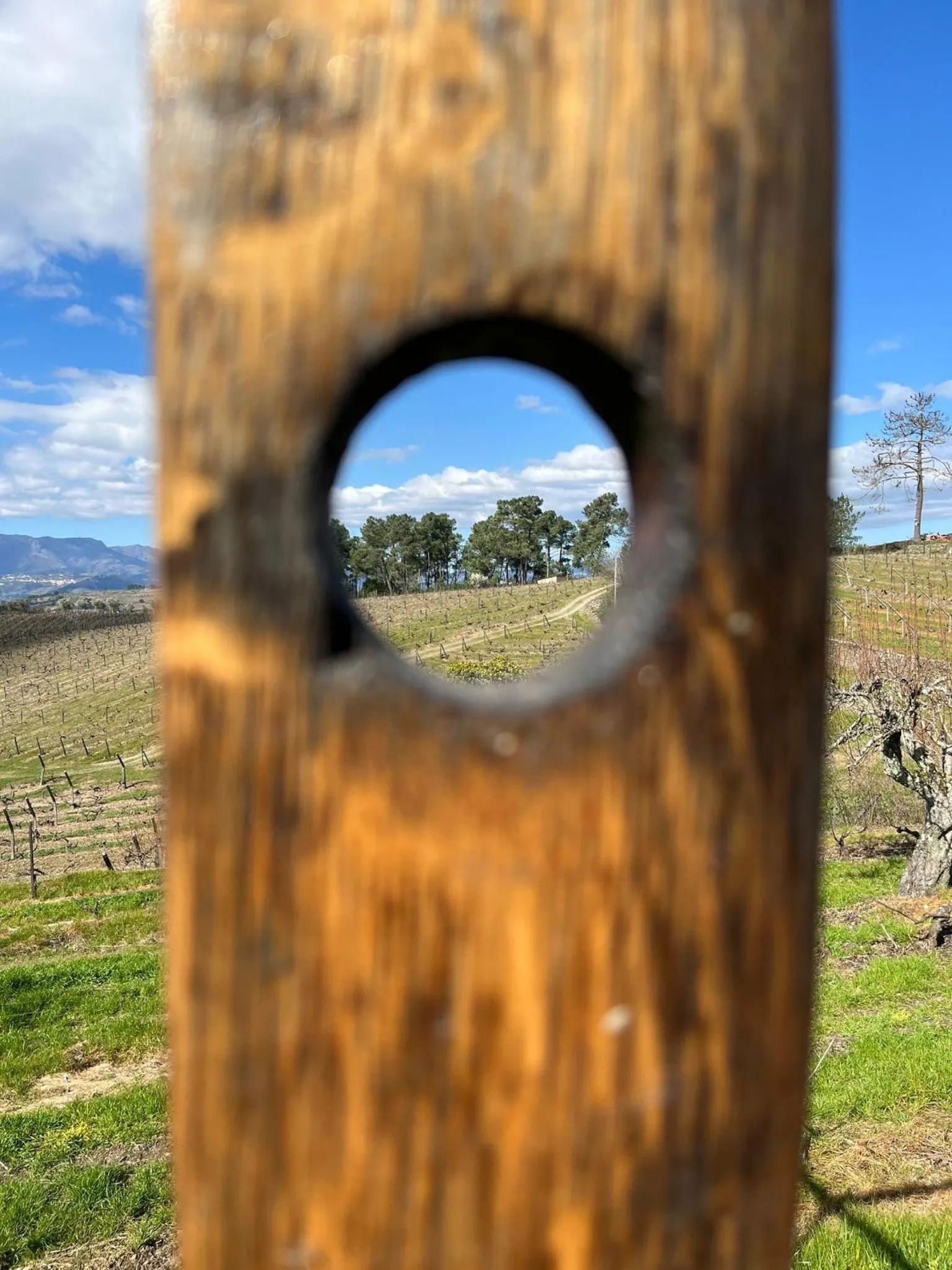 View (from property/room) in Quinta Da Estrada Winery Douro Valley